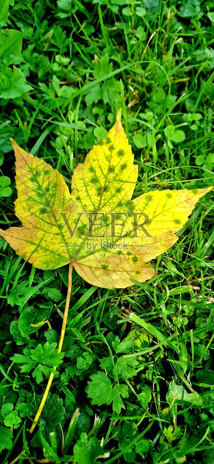 秋天的叶子照片摄影图片