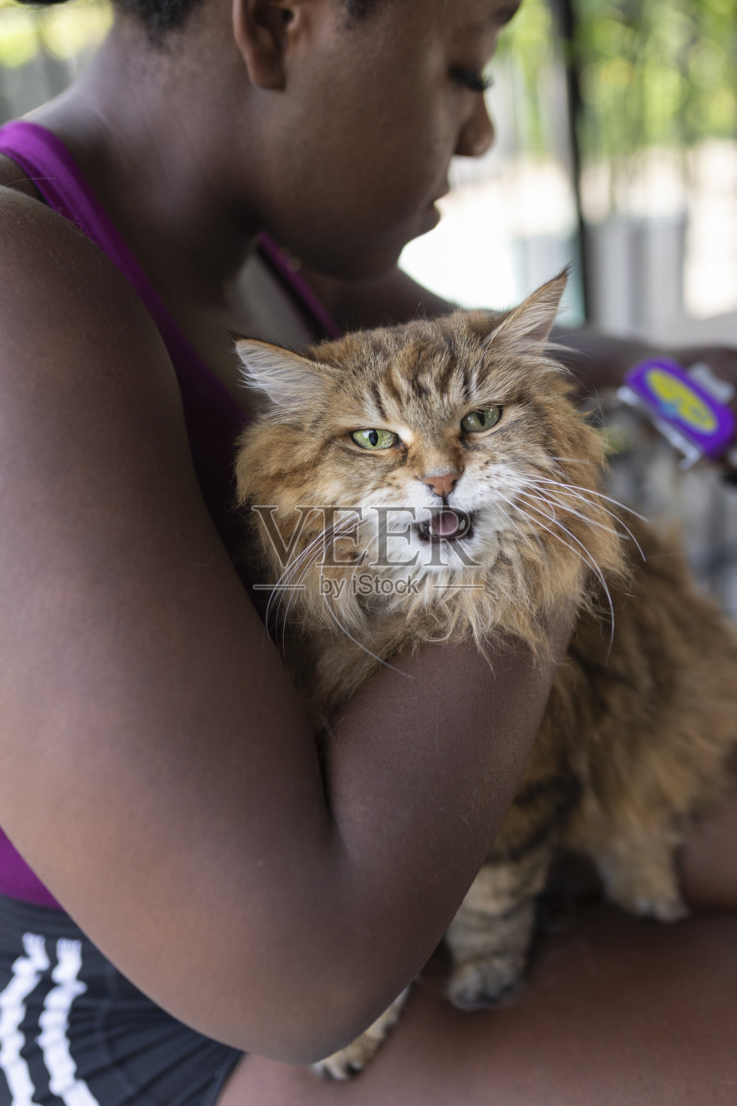 户外女性宠物主人为棕色毛茸茸的长毛猫梳理毛发照片摄影图片