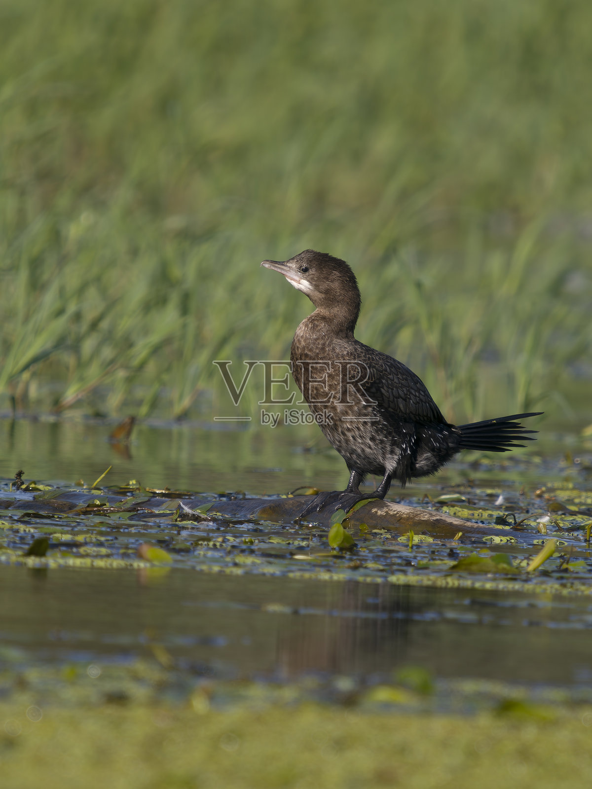 侏儒鸬鹚，微鸬鹚照片摄影图片
