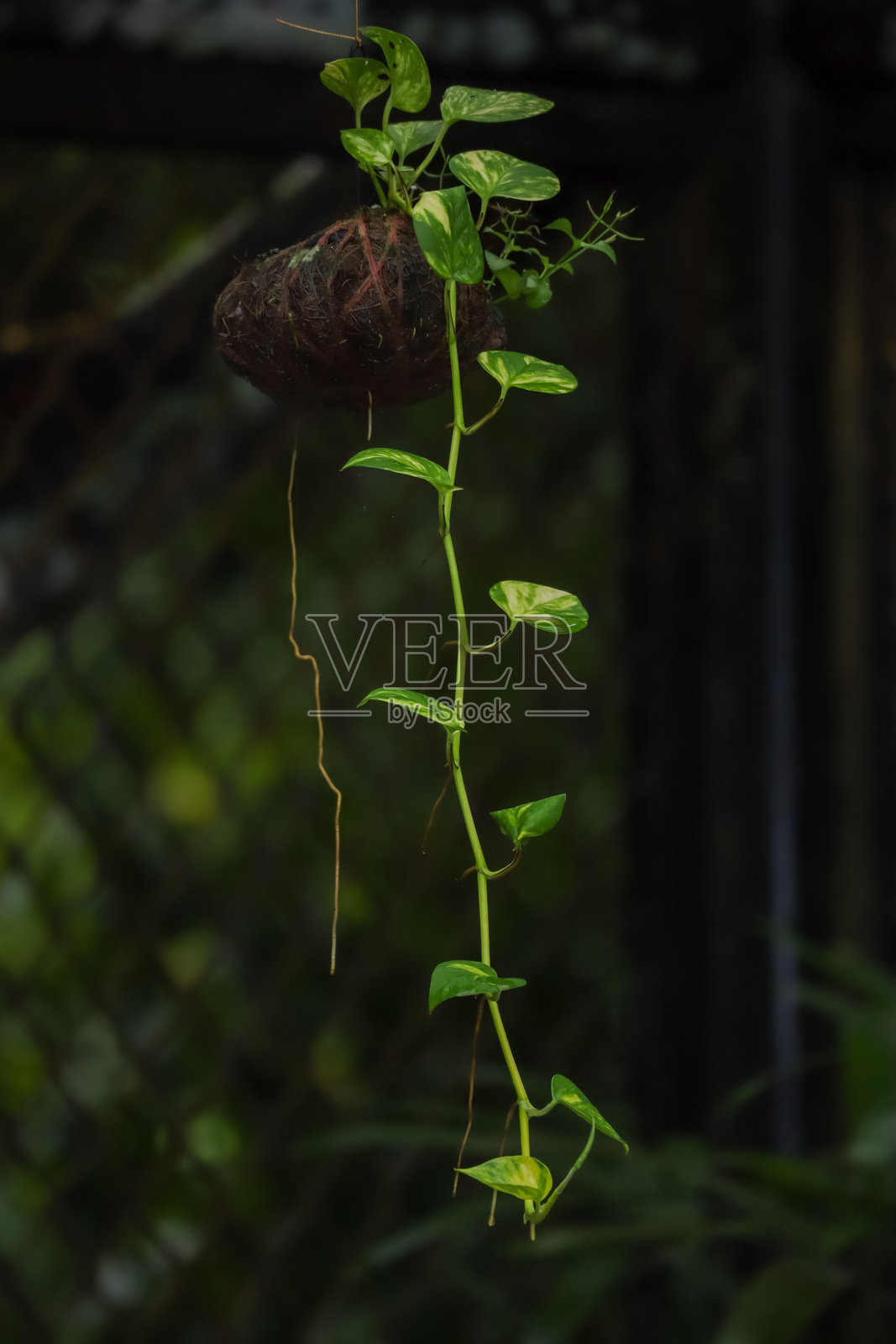 室内生长的绿色悬挂藤植物照片摄影图片