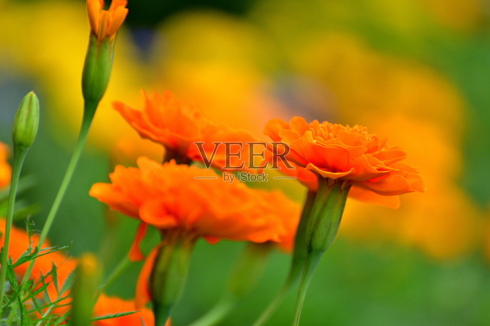 万寿菊：色彩温暖、背景明亮的欢快花朵照片摄影图片