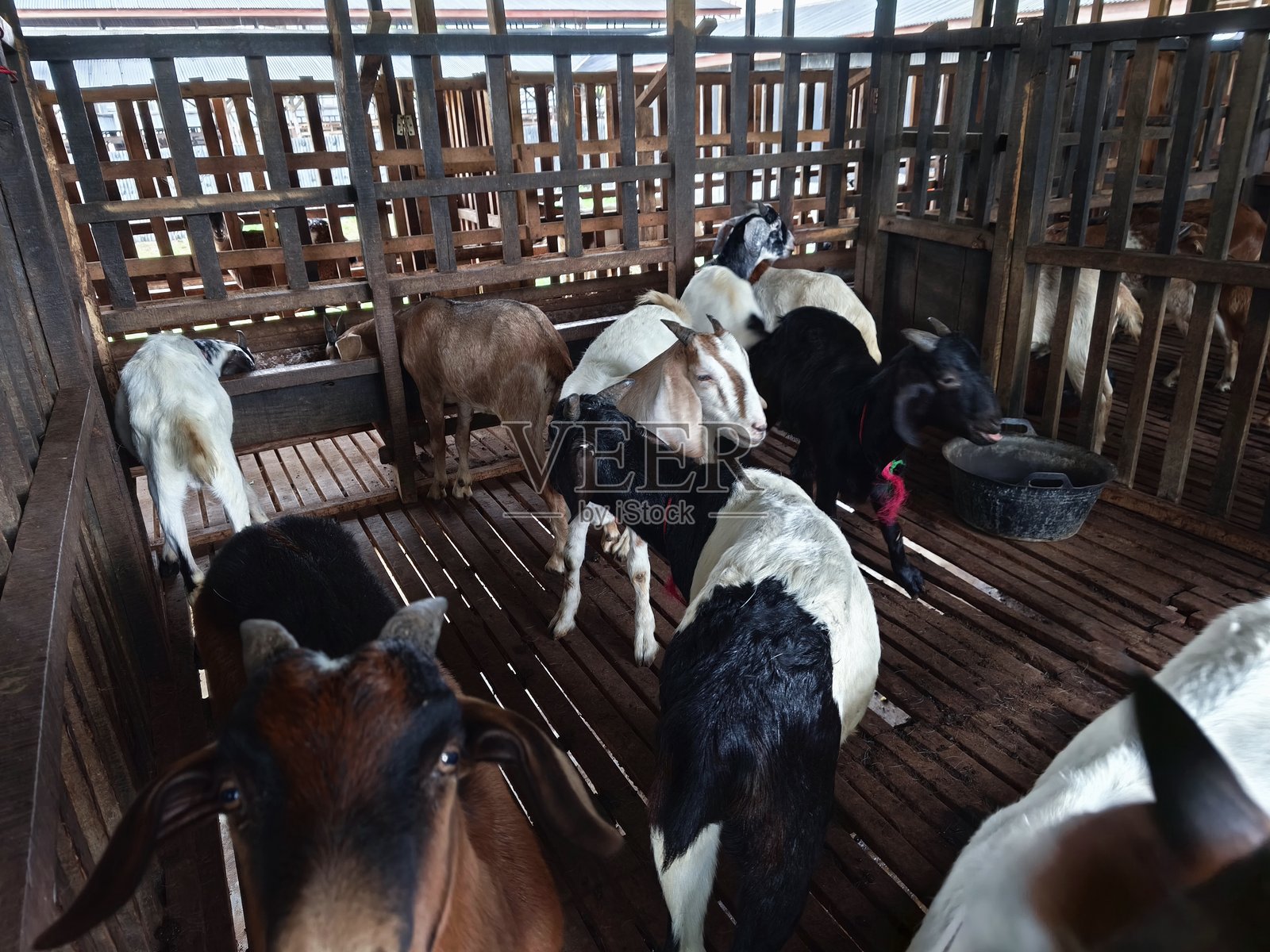 几只山羊被饲养用于产奶照片摄影图片