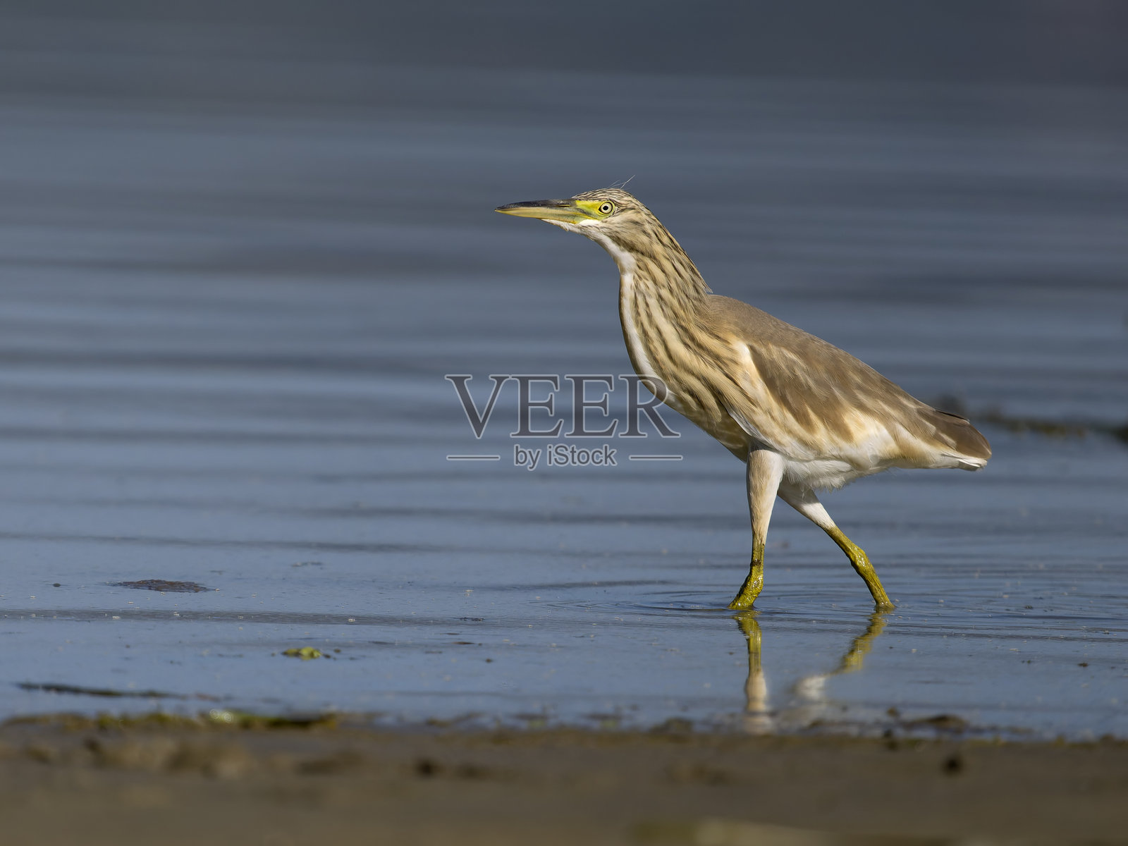 白琵鹭，阿尔德奥拉·拉洛伊德斯照片摄影图片