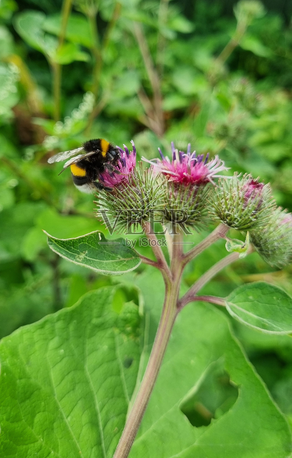 大黄蜂在花园中为牛蒡花授粉。特写，选择性对焦照片摄影图片
