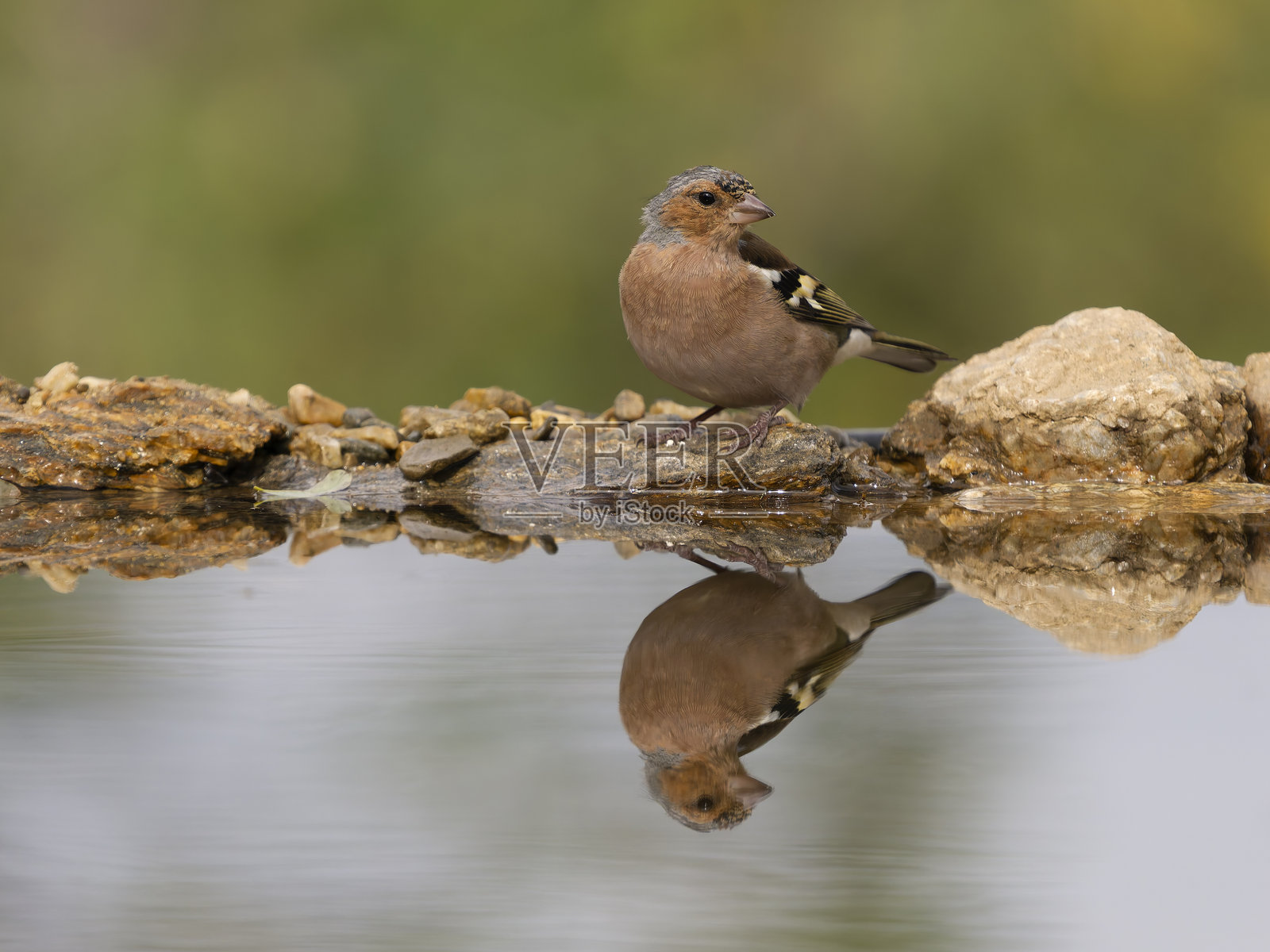 雀鳃，普通雀（Fringilla coelebs）照片摄影图片