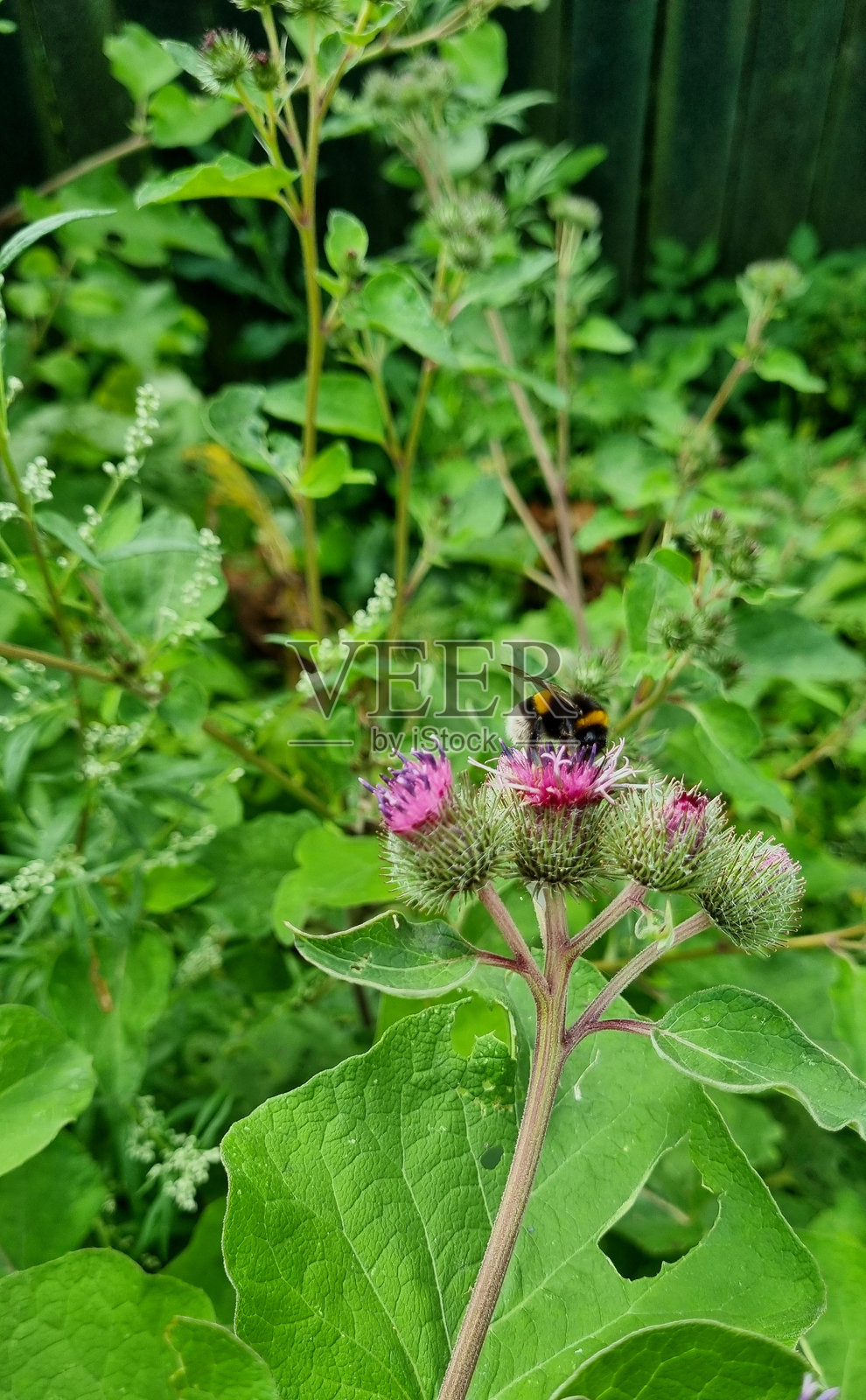 大黄蜂在花园中为牛蒡花授粉。特写，选择性对焦照片摄影图片