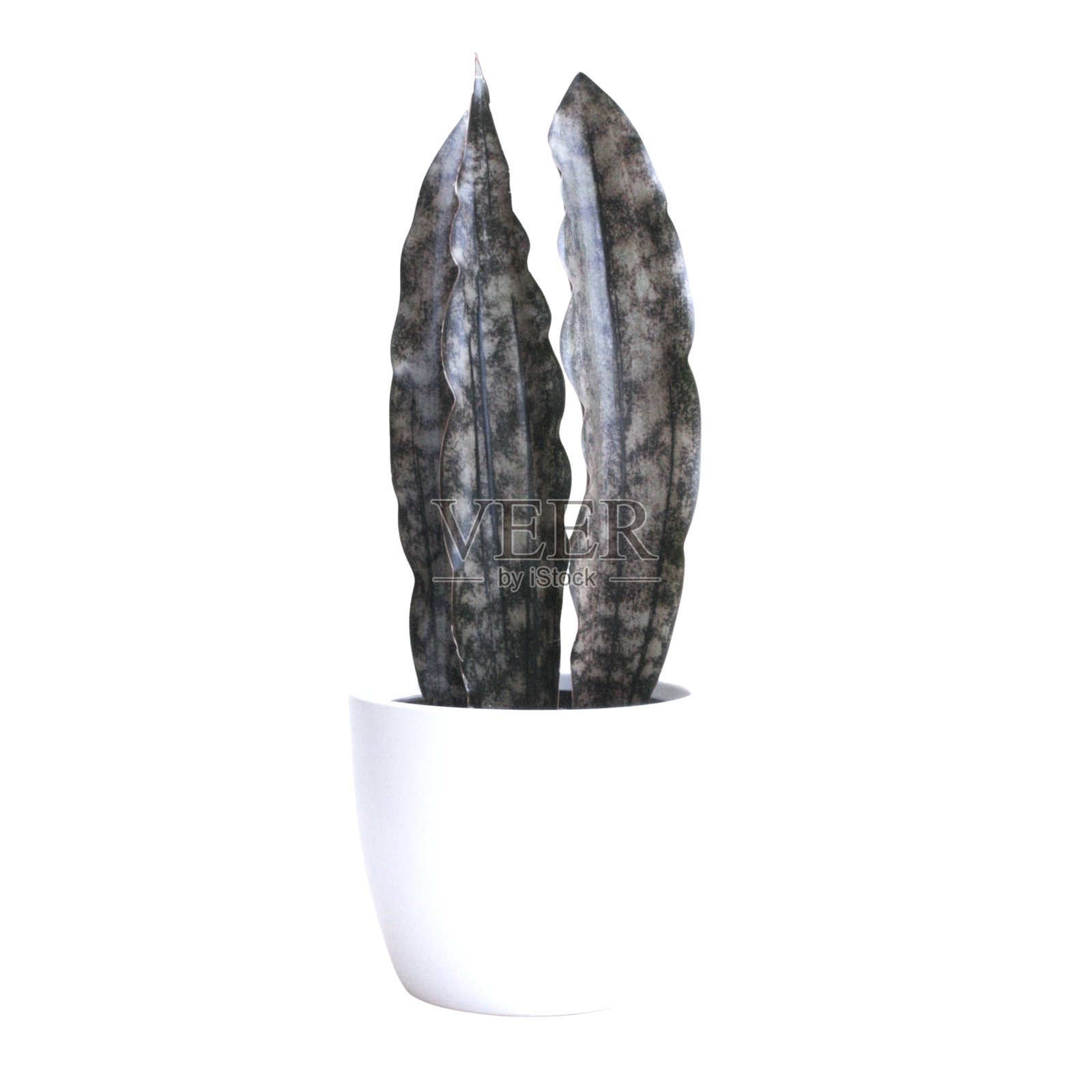 无背景的室内植物，室内丛林，白色背景照片摄影图片