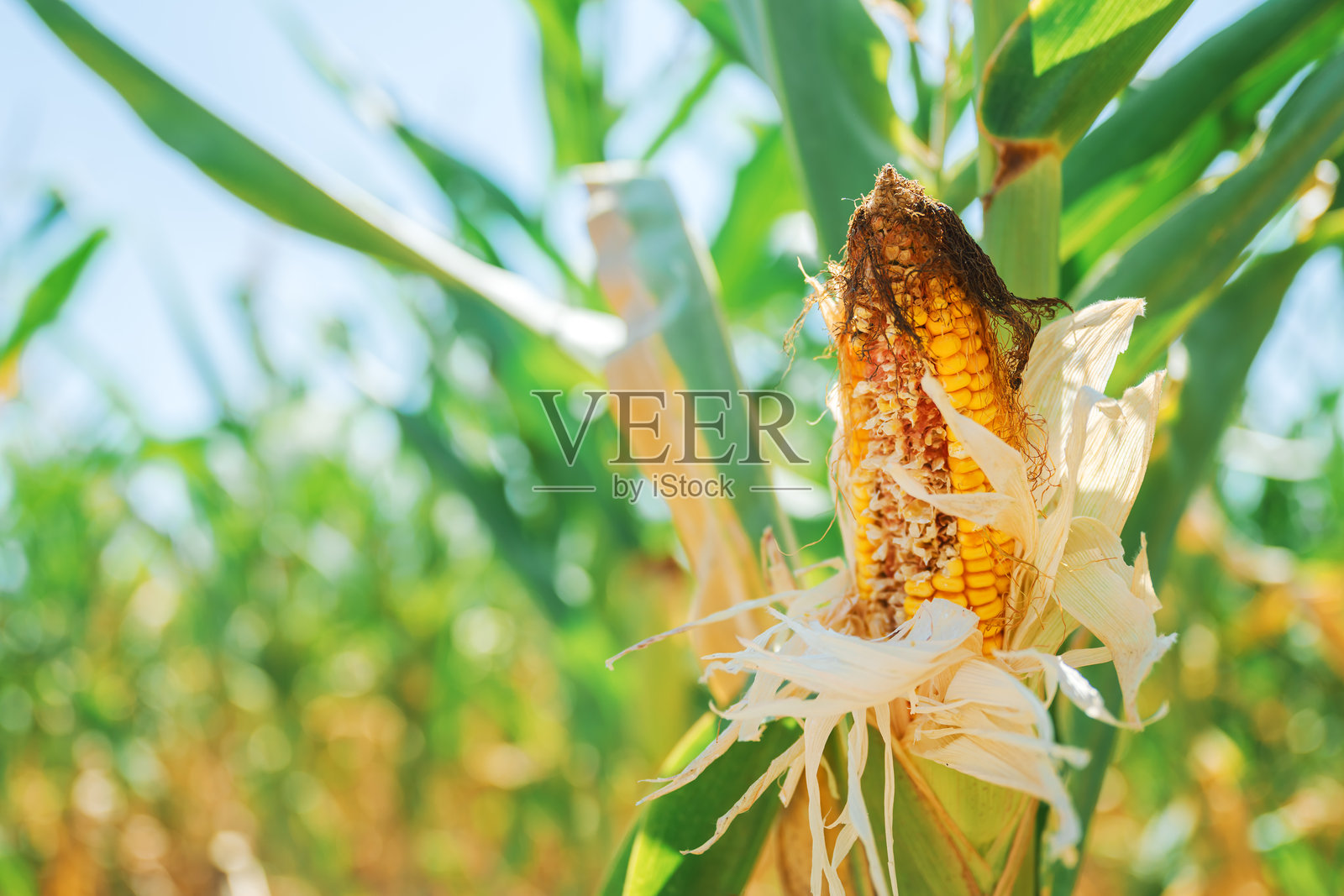 未成熟的玉米棒特写，带有黄色玉米粒和丝状物，生长在田野中的绿色茎上。照片摄影图片