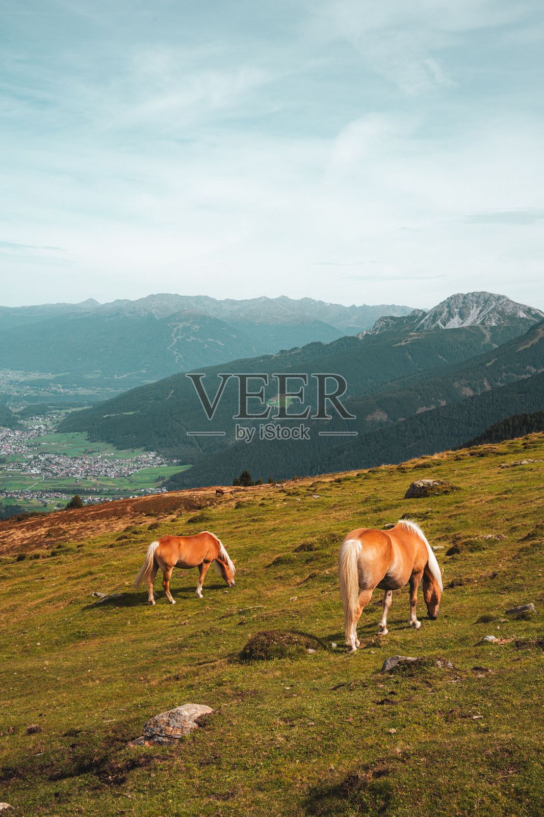 马在山坡上吃草，俯瞰山谷景色。照片摄影图片