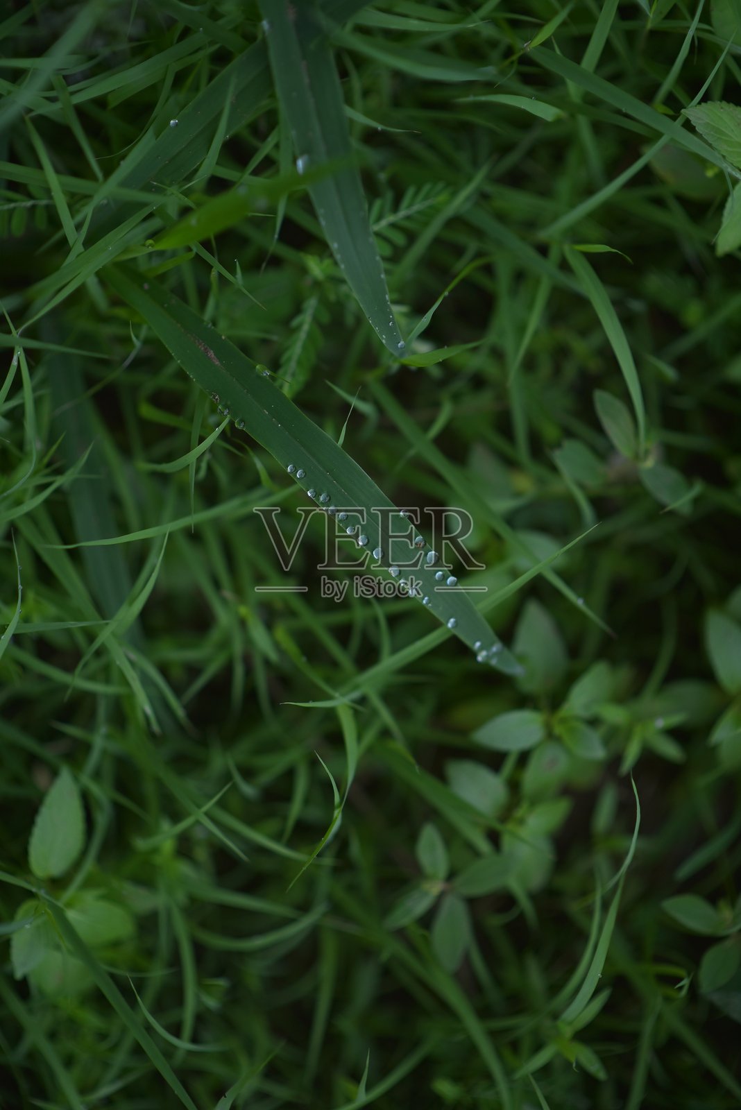 带有雨滴的绿色草坪照片摄影图片