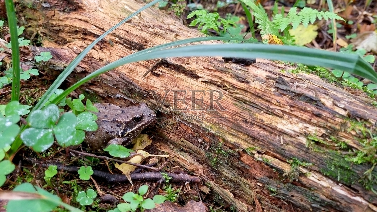 绿色青蛙坐在春夏季节森林中倒下的树干上照片摄影图片