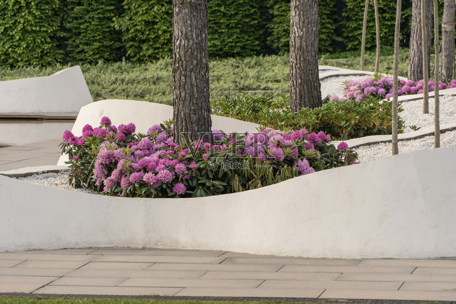 虎刺杜鹃（Azalea hybrida Tigerstedt）的粉色花朵在常绿叶丛中绽放。低矮的灌木丛在混凝土花坛内盛开着粉色花朵。公共城市公园“克拉斯诺达尔”或“加利茨基”。照片摄影图片