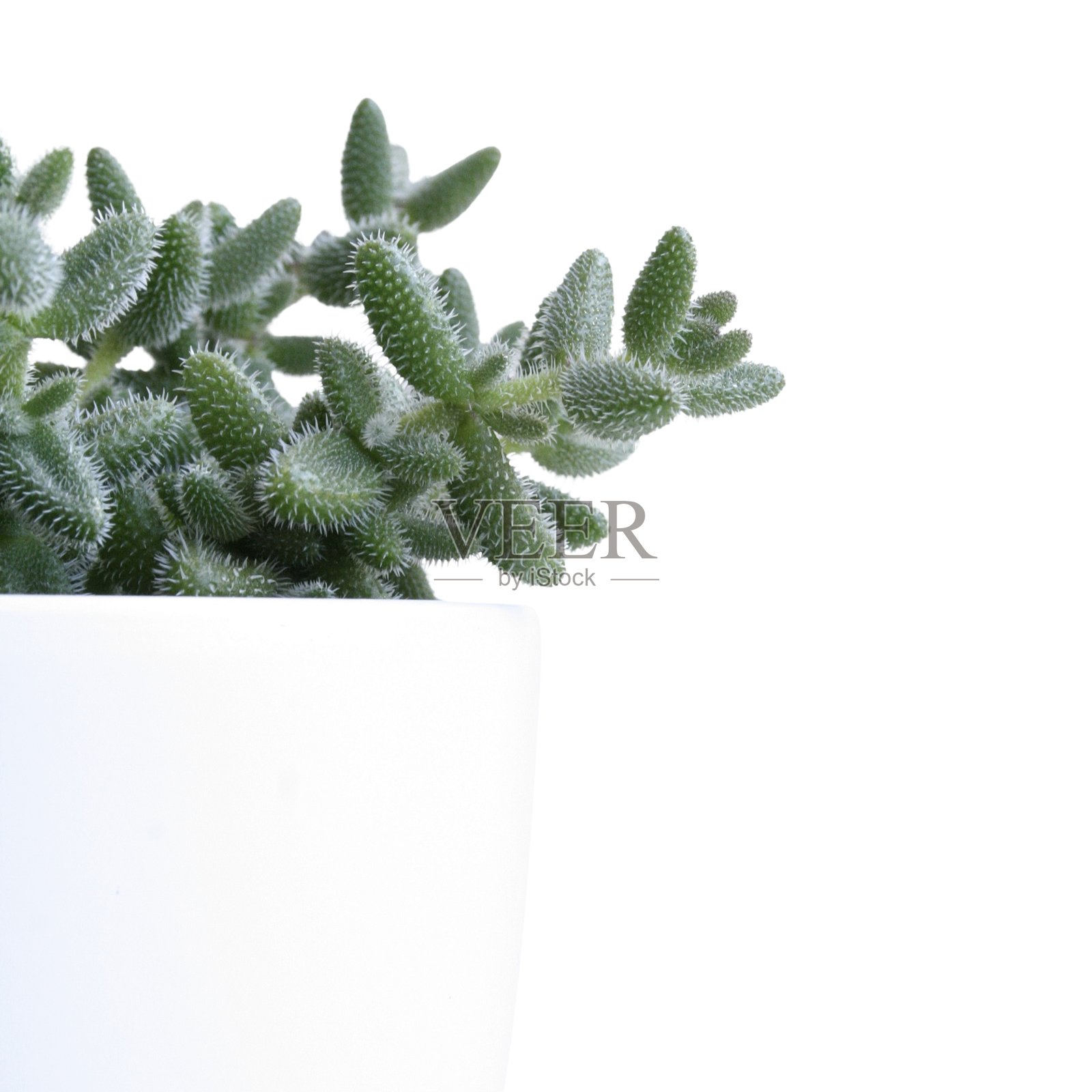 无背景的室内植物，室内丛林，白色背景照片摄影图片