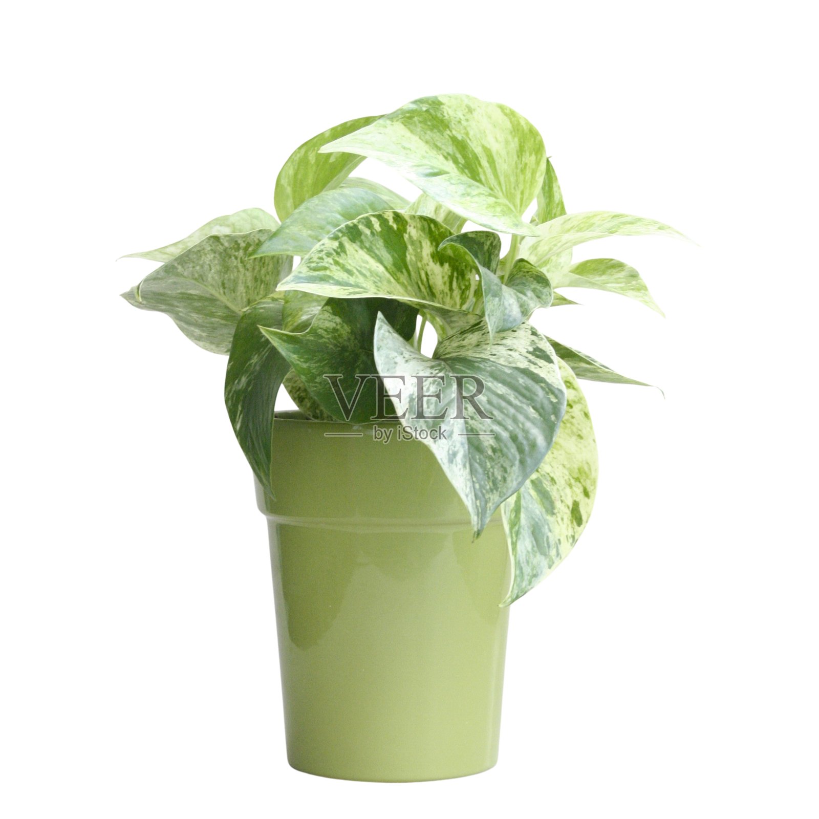 无背景的室内植物，室内丛林，白色背景照片摄影图片