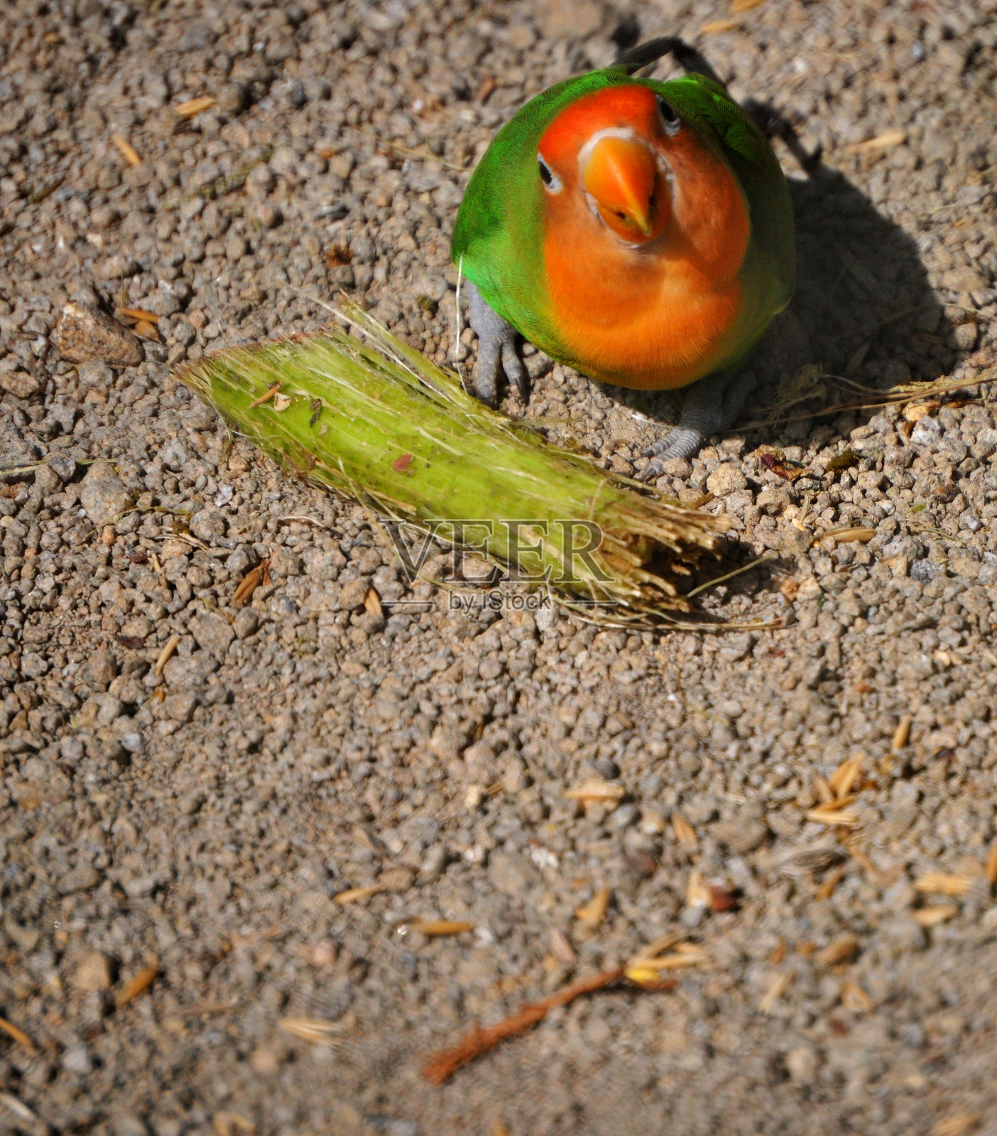 红脸爱情鸟，阿卡波尼斯·普拉里乌斯，一种特有于西非和中非的鸟类照片摄影图片