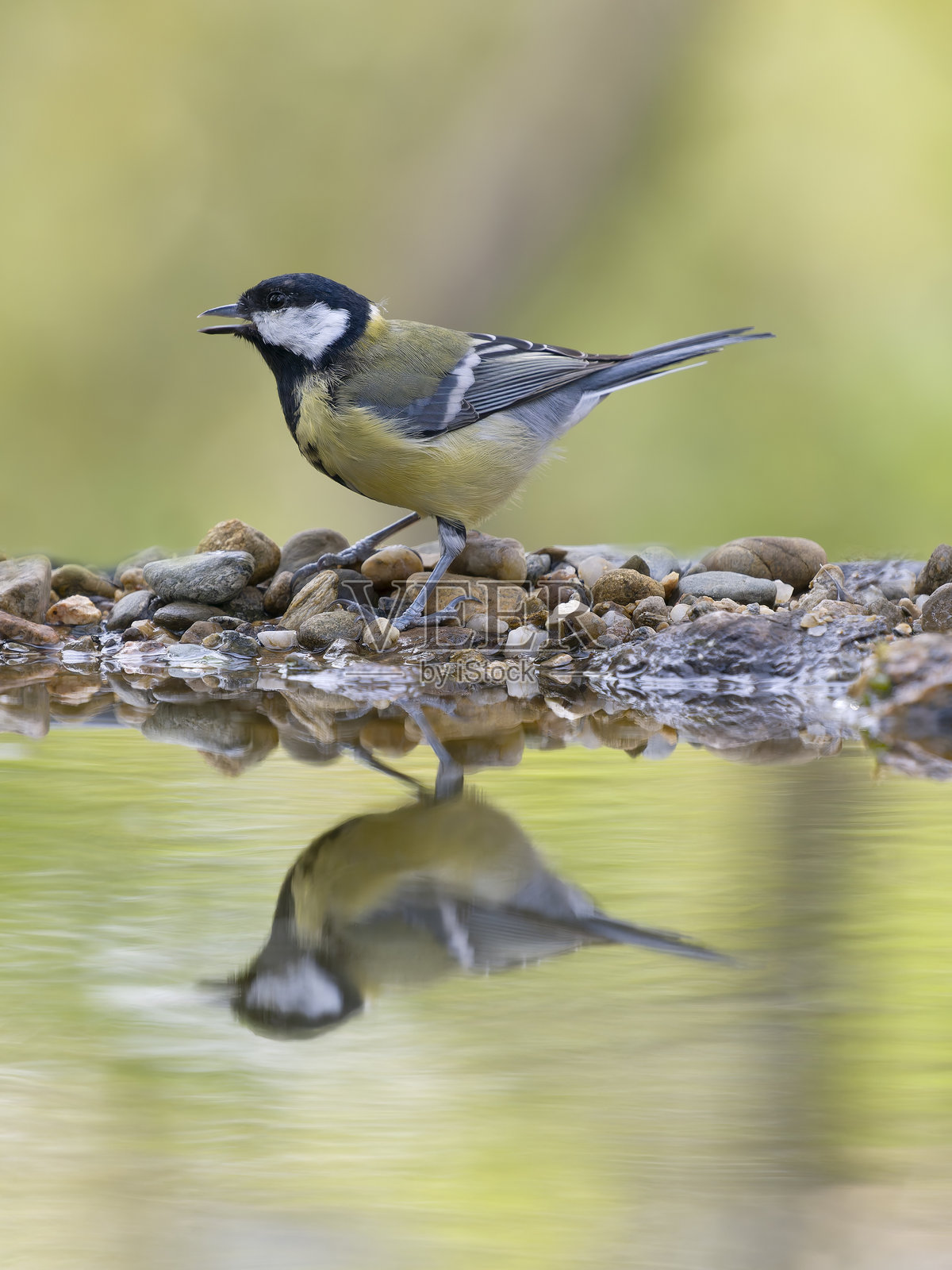 大山雀，Parus major照片摄影图片