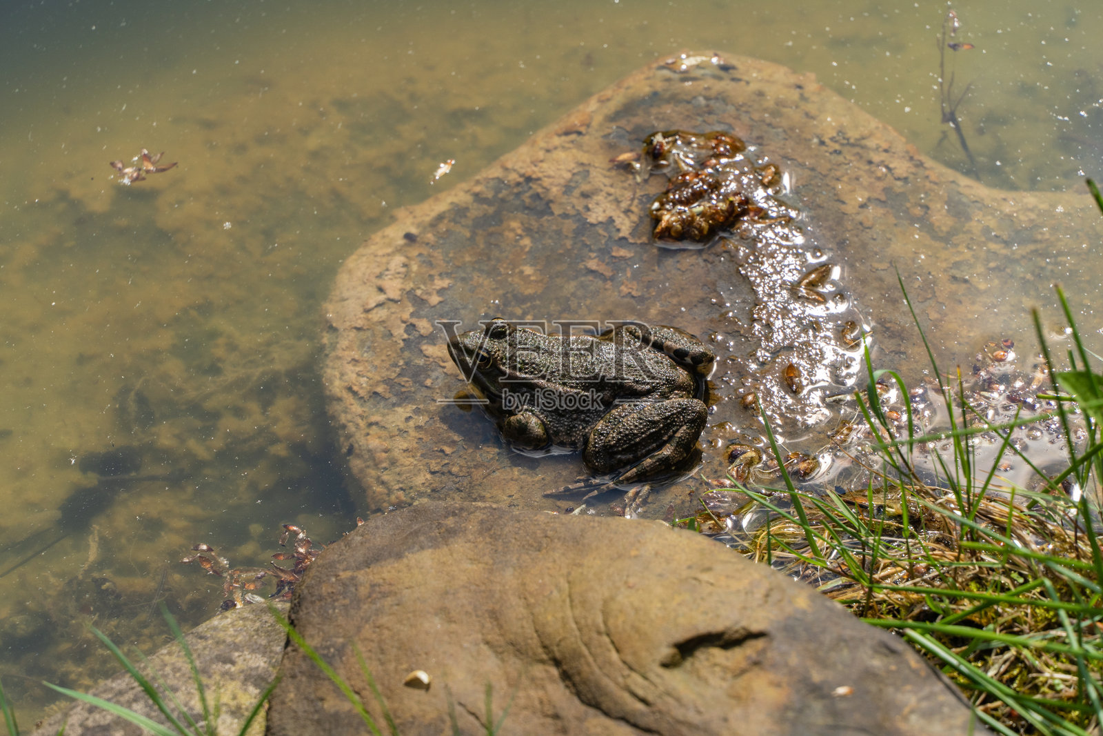 青蛙坐在石头上，周围是绿色植物和苔藓，靠近浅水塘，和谐地融入环境。背景模糊。自然设计概念。照片摄影图片