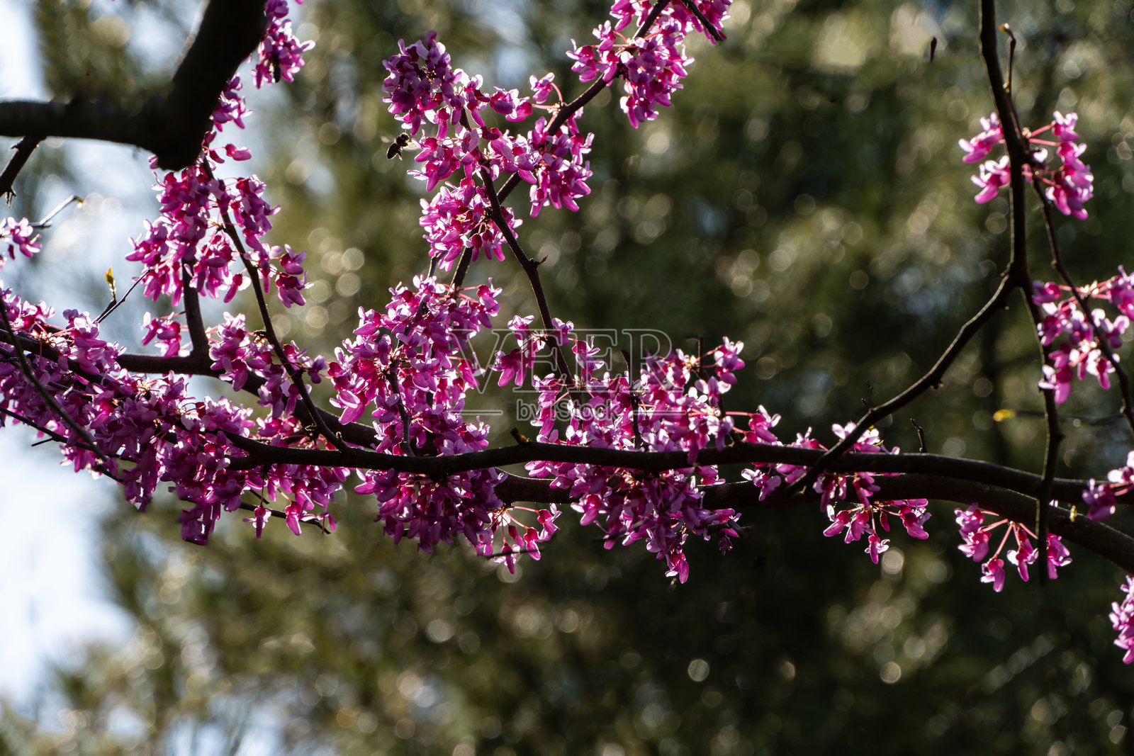 东部红花紫荆（Cercis canadensis）树枝特写，装饰着一簇簇鲜艳的粉红色花朵，背景是柔和模糊的绿色。照片摄影图片