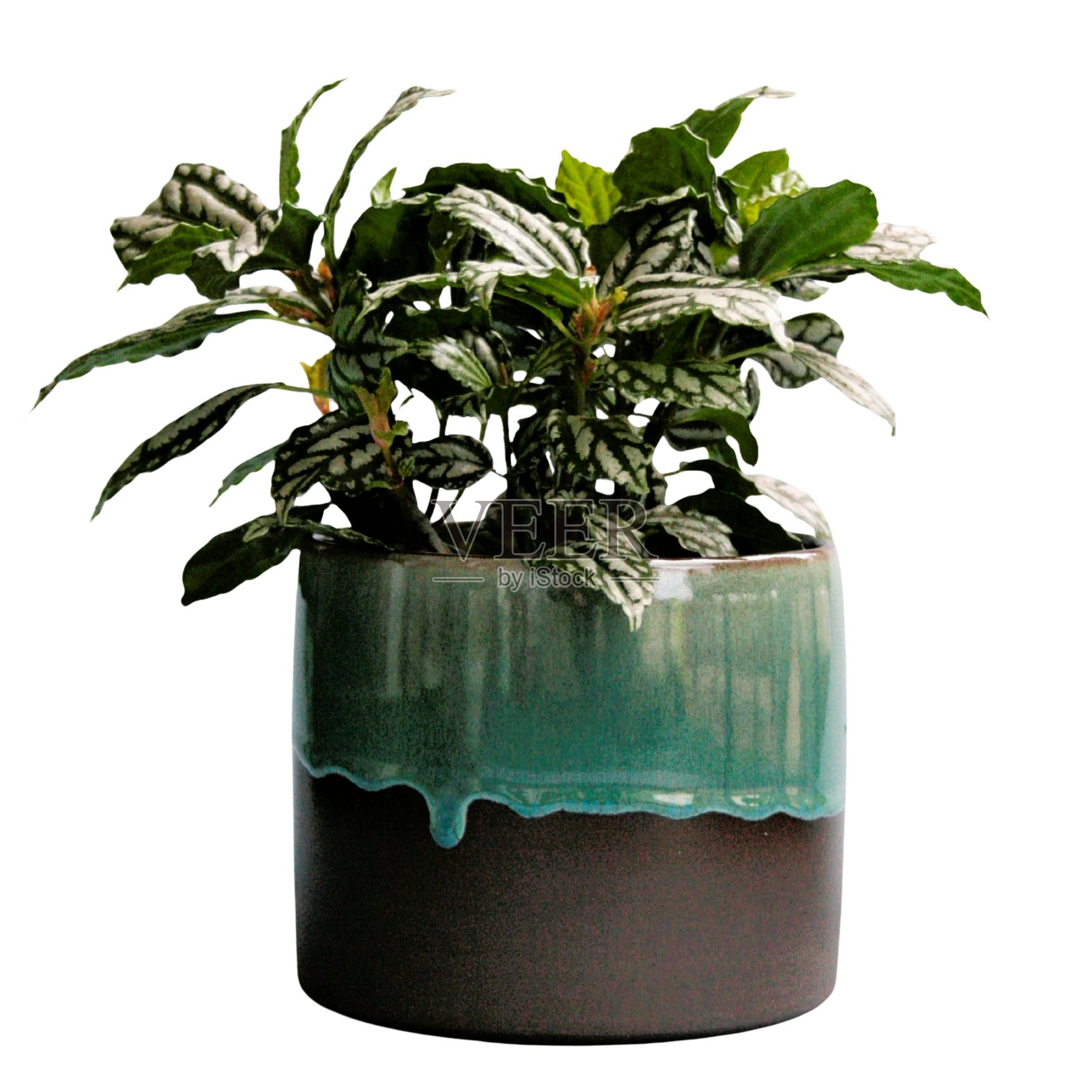 无背景的室内植物，室内丛林，白色背景照片摄影图片