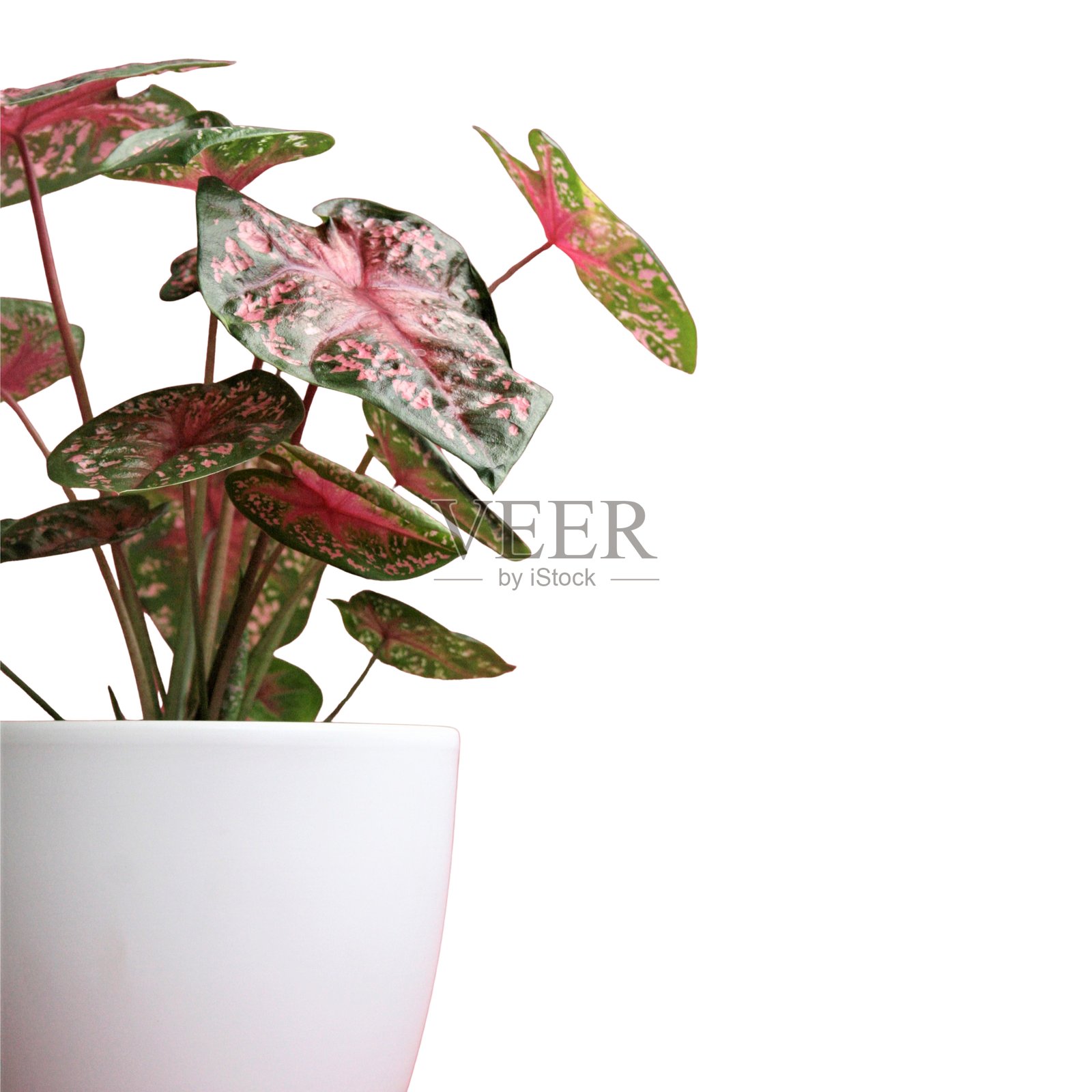 无背景的室内植物，室内丛林，白色背景照片摄影图片