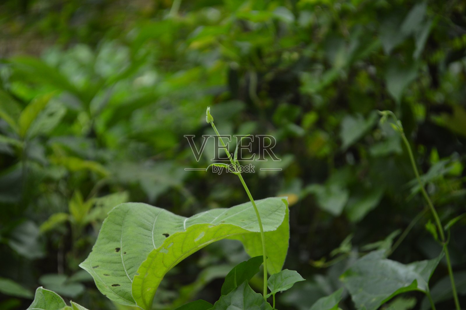 郁郁葱葱的植物在茂密的花园环境中，拥有大叶子和小叶子。照片摄影图片