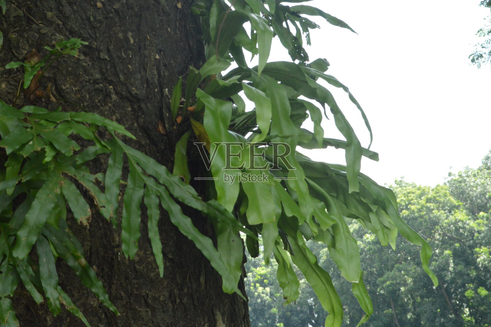 郁郁葱葱的植物在茂密的花园环境中，拥有大叶子照片摄影图片
