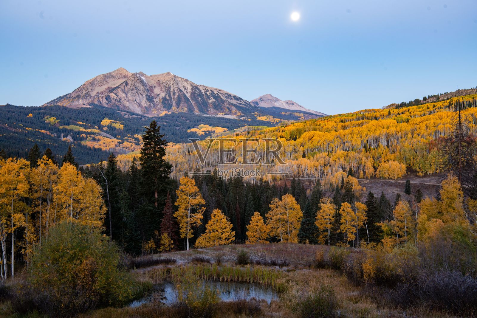 色彩斑斓的秋季风景，生机勃勃的黄色白杨树。照片摄影图片