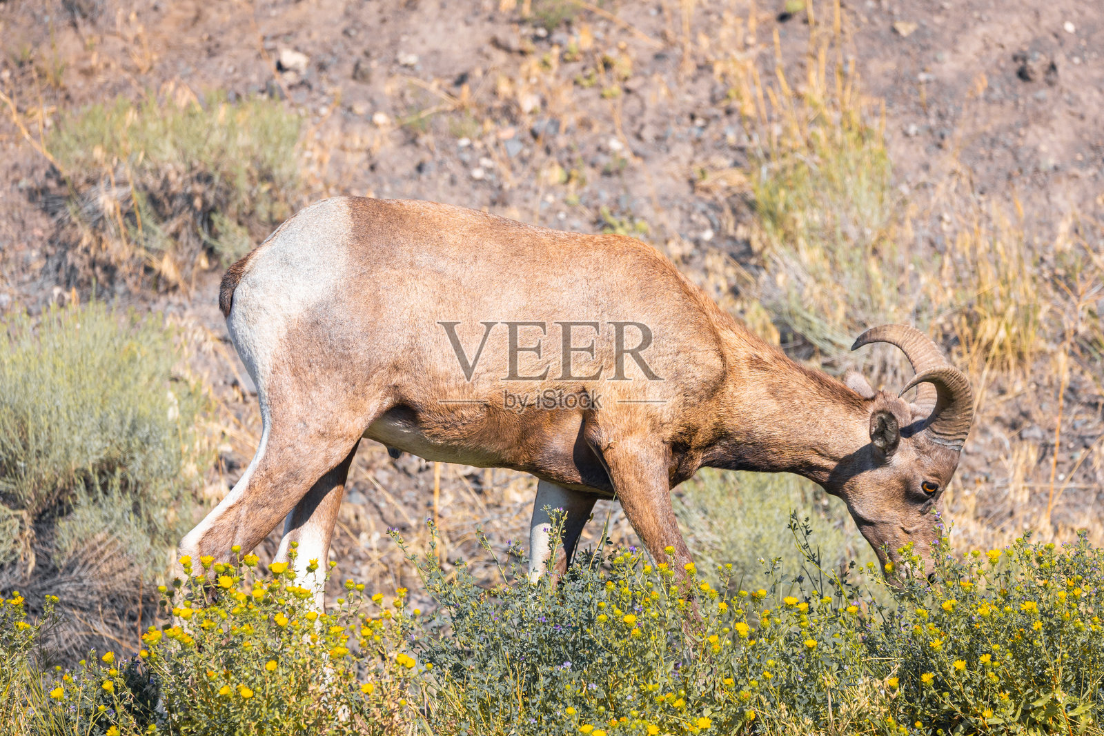 路边的一只山羊照片摄影图片