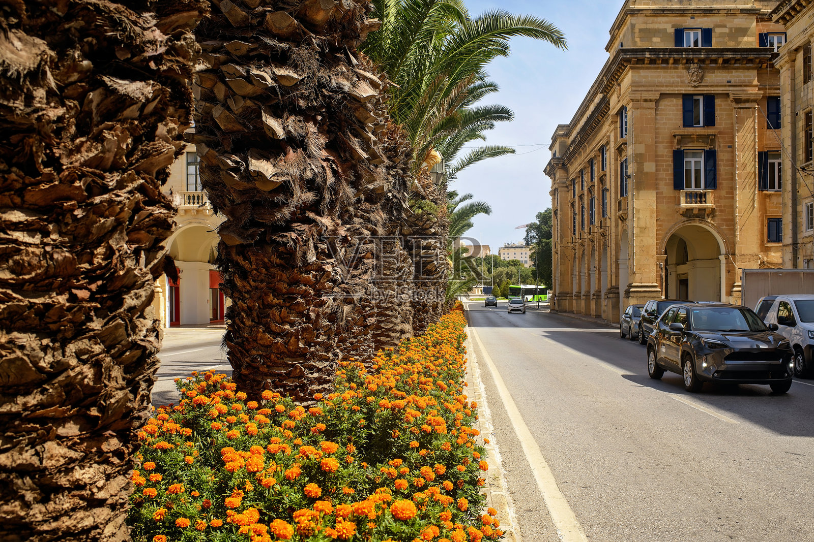 欧洲城市街道，棕榈树和万寿菊相伴照片摄影图片