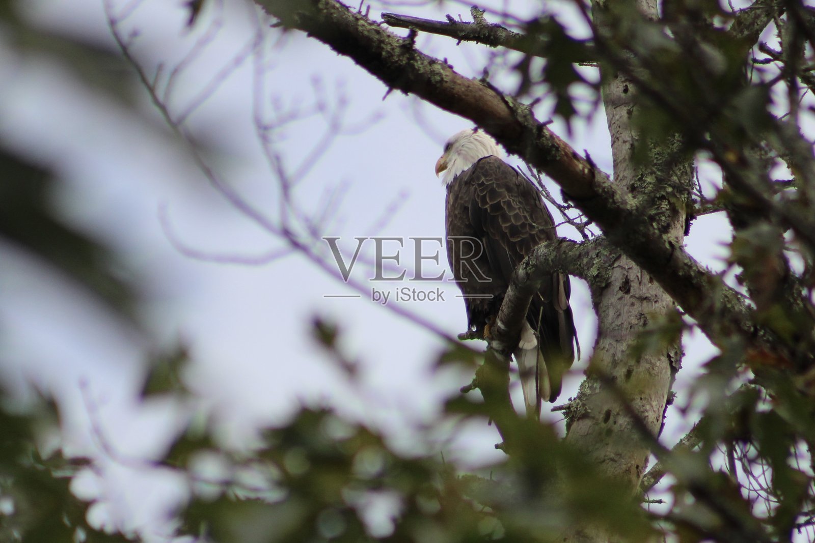 秃头鹰照片摄影图片