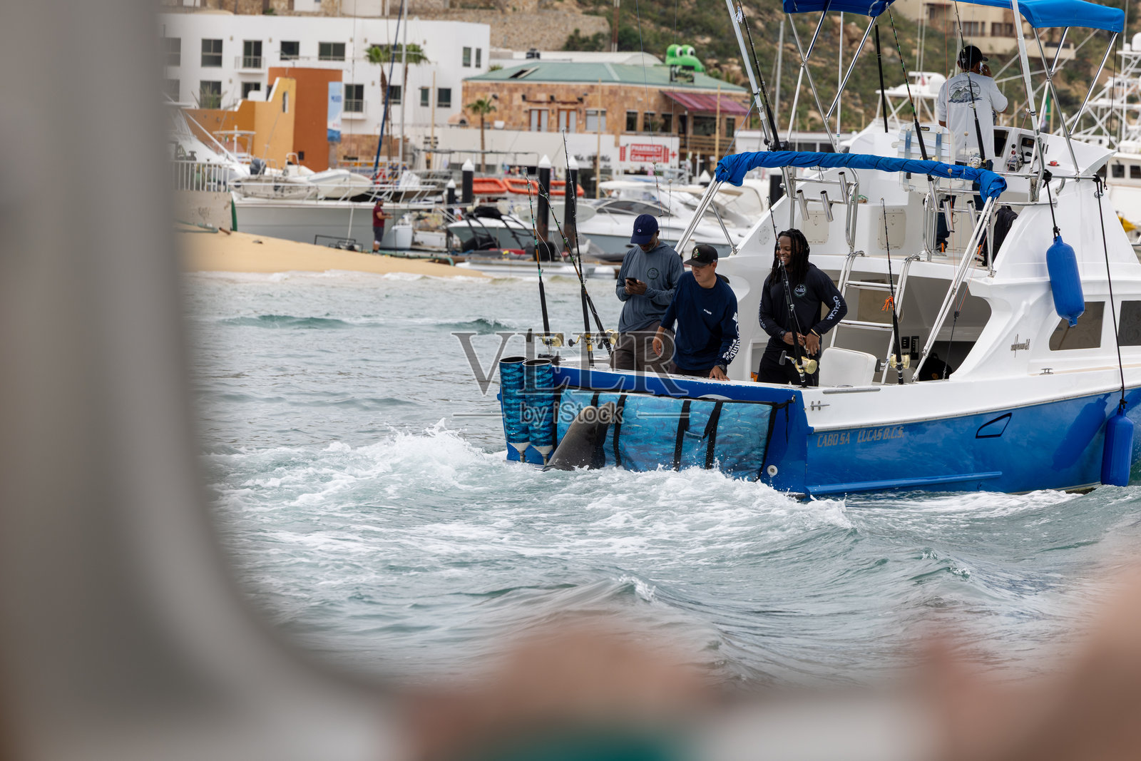 在墨西哥下加利福尼亚州的卡波圣卢卡斯海狮照片摄影图片
