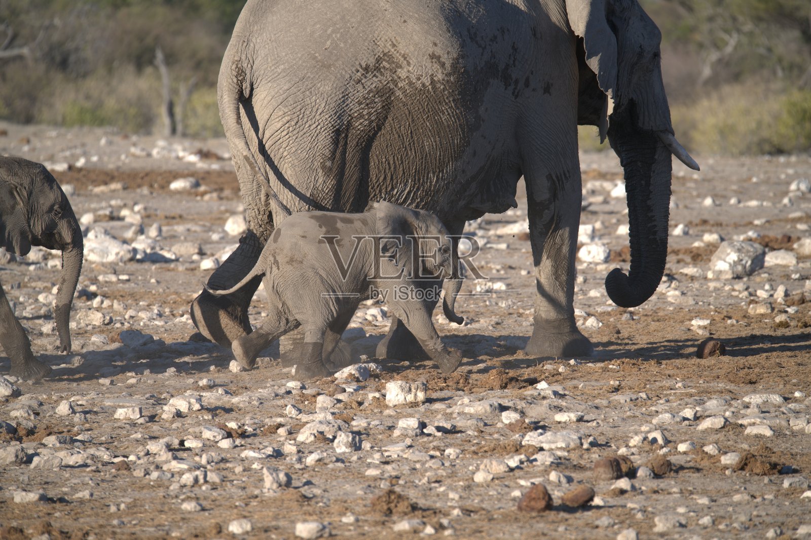 温柔的巨人用泥巴降温 - 非洲动物照片摄影图片