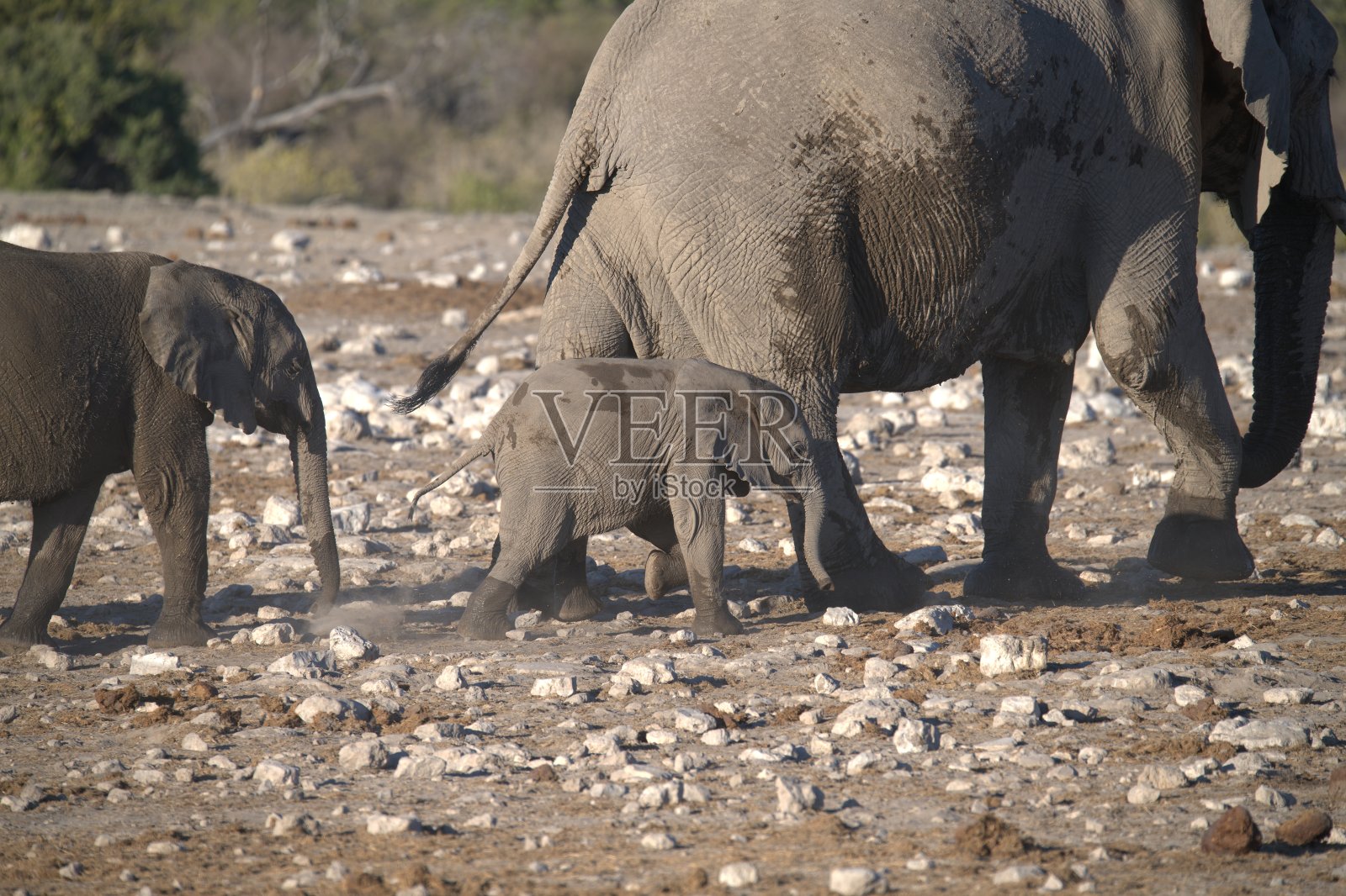 温柔的巨人用泥巴降温 - 非洲动物照片摄影图片