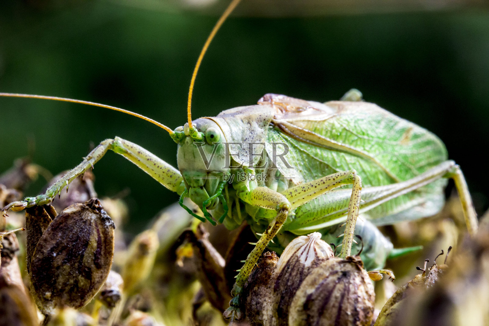 绿草hopper在牛蒡上。野生动物。色彩丰富的详细昆虫微距照片。特写。留有文本空间。屏幕保护程序。格里格。绿蝗虫。蝗虫。蟋蟀。照片摄影图片