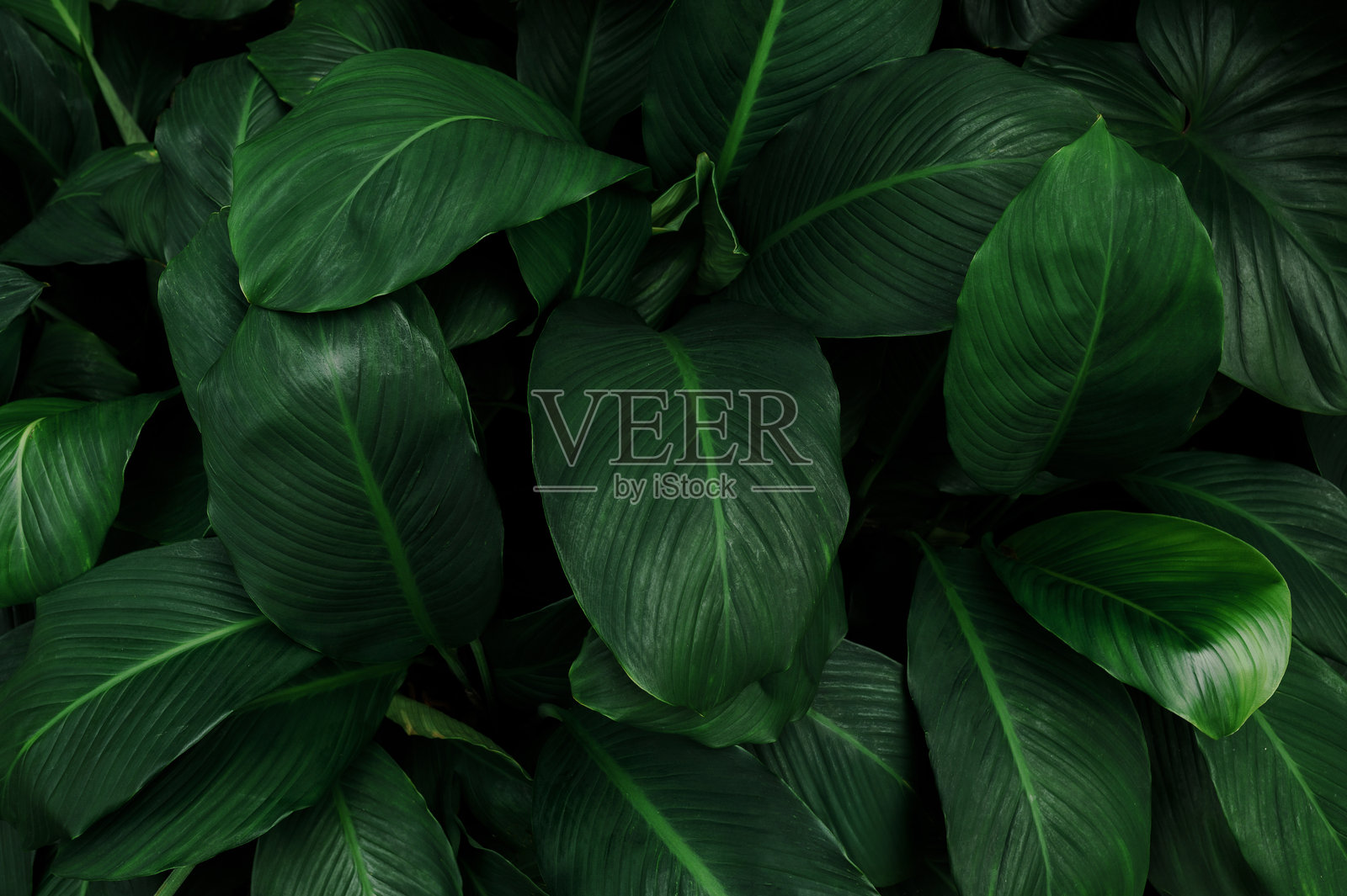 叶子墙，植物墙，自然绿色壁纸和背景，自然墙，绿色森林自然背景。照片摄影图片