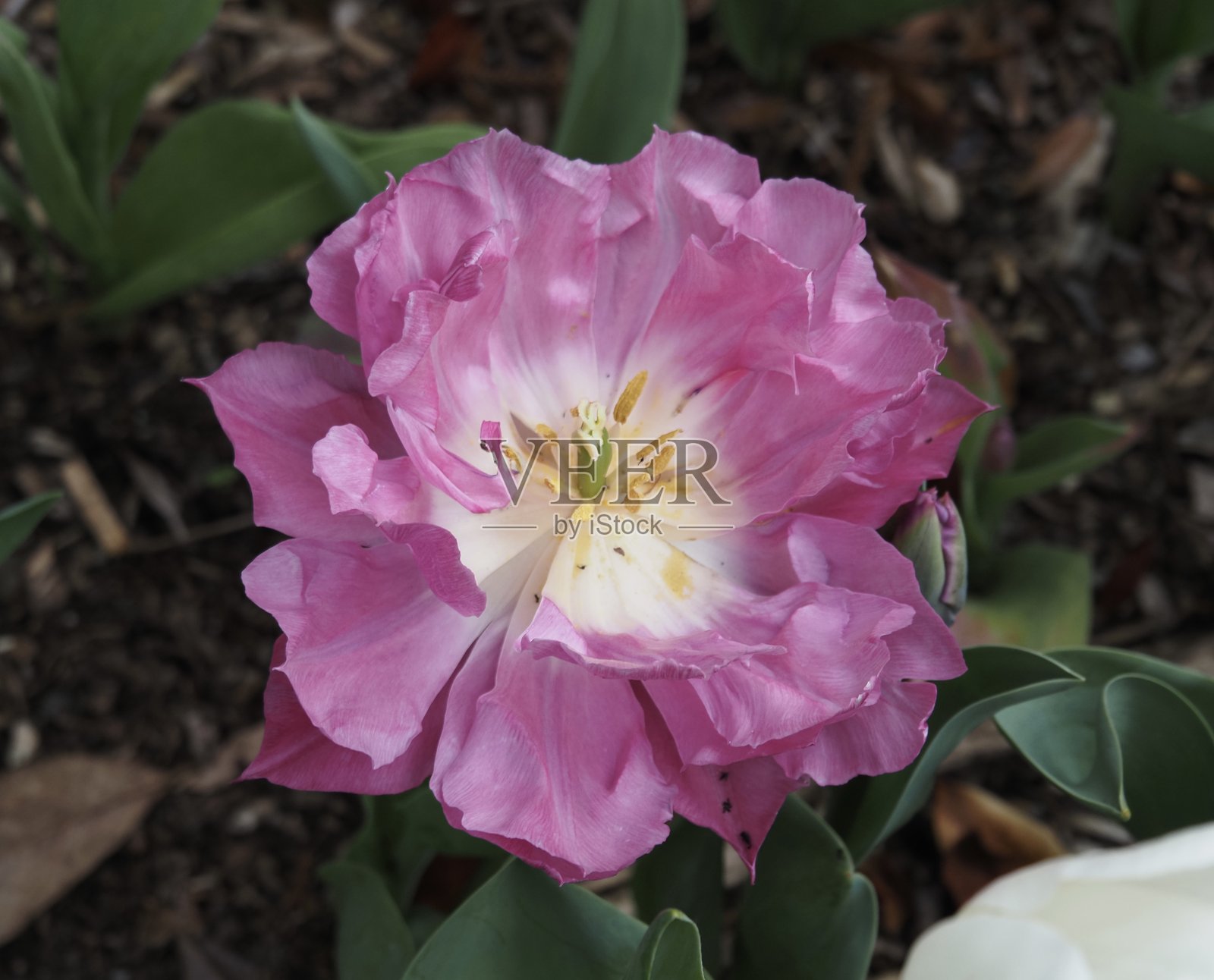 奥克兰公共花园中一朵罕见的紫色郁金香特写镜头照片摄影图片