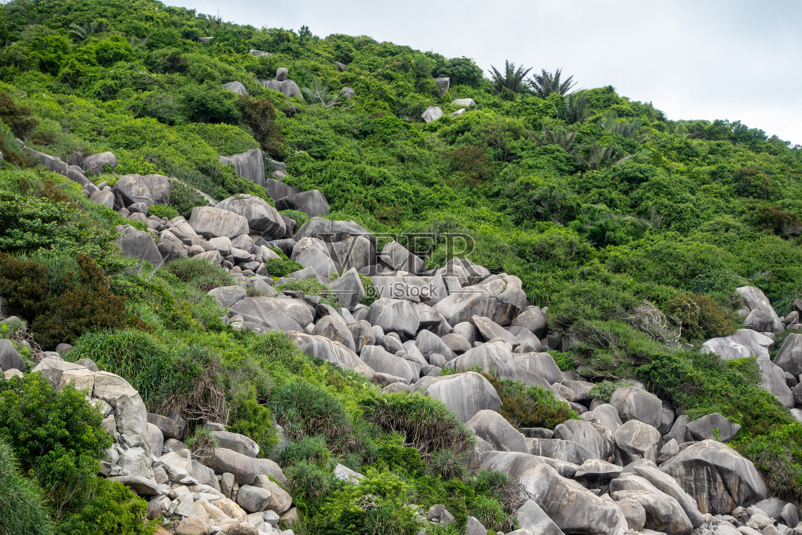 越南中部富安的岩石山坡上覆盖着大石块和茂密的绿色植被，顶部露出几片棕榈叶。照片摄影图片