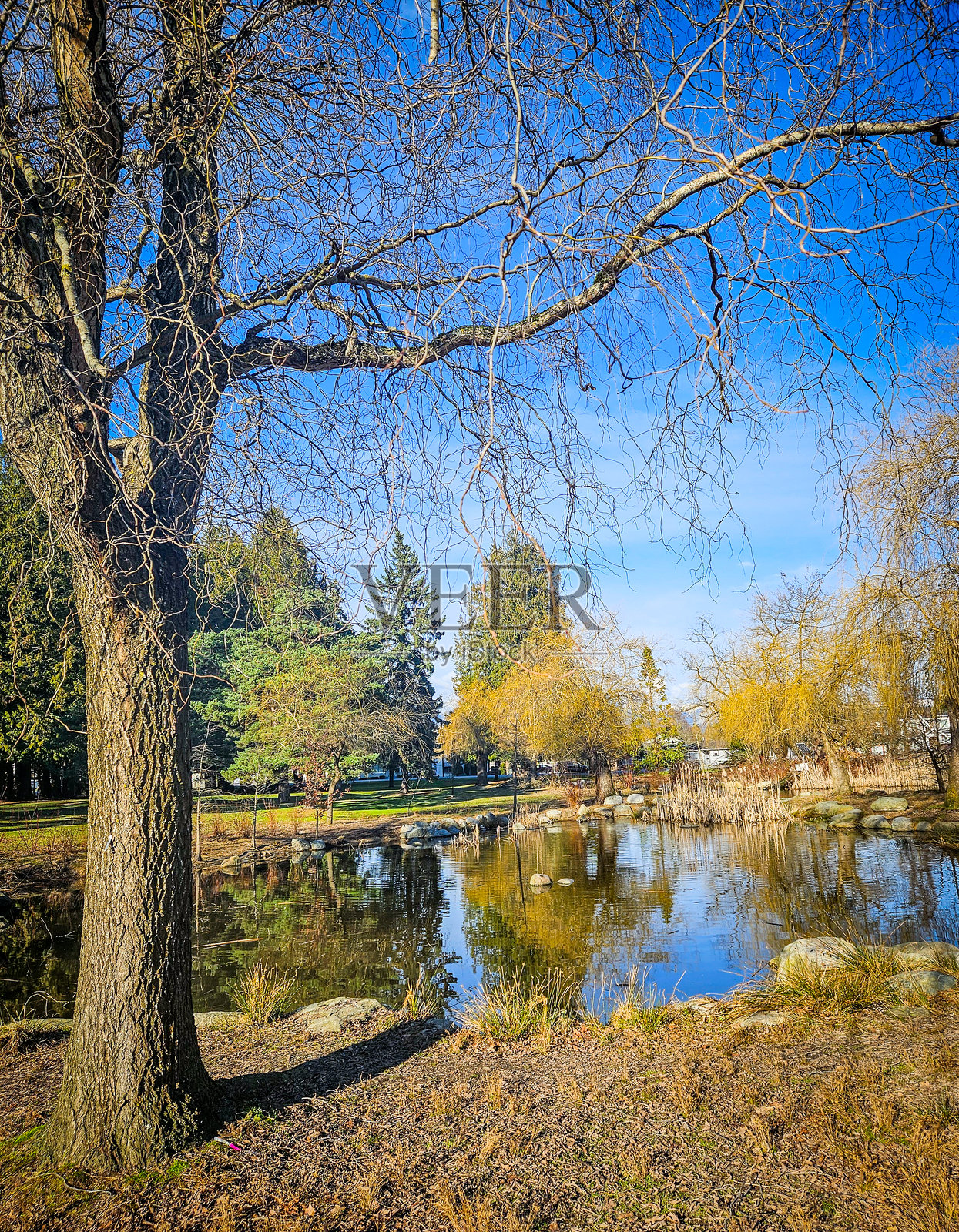 美丽的池塘与蓝天照片摄影图片