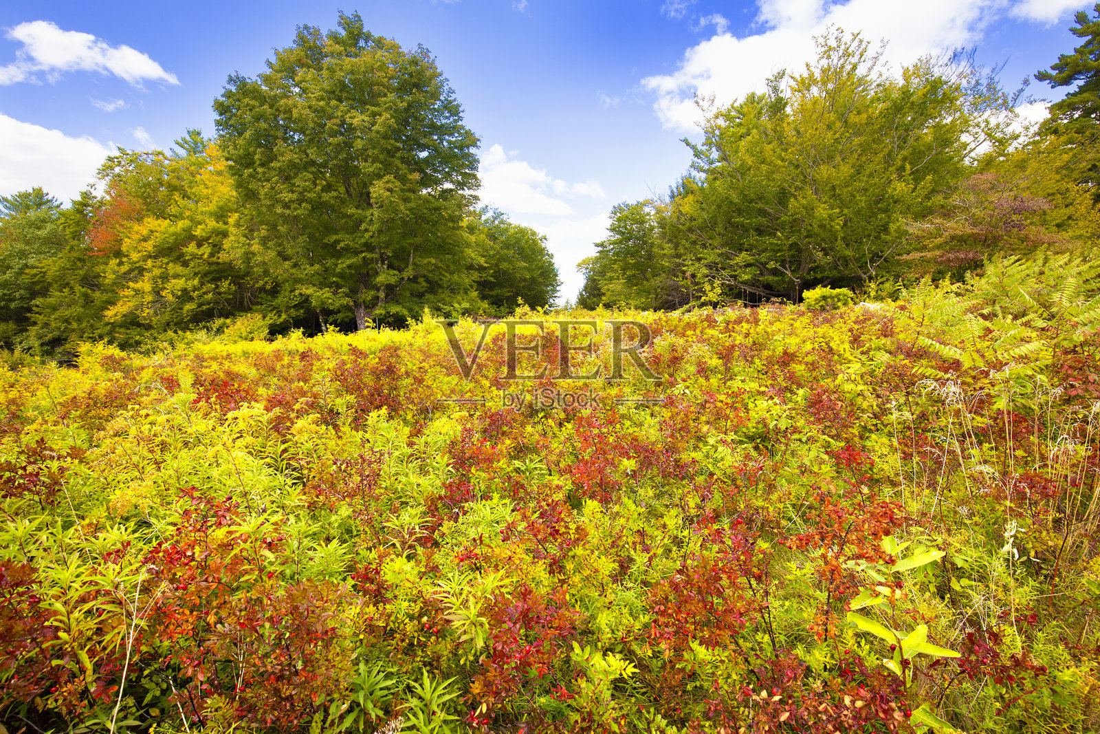新罕布什尔州纽伯里金菊和蕨类植物的秋季草地。照片摄影图片