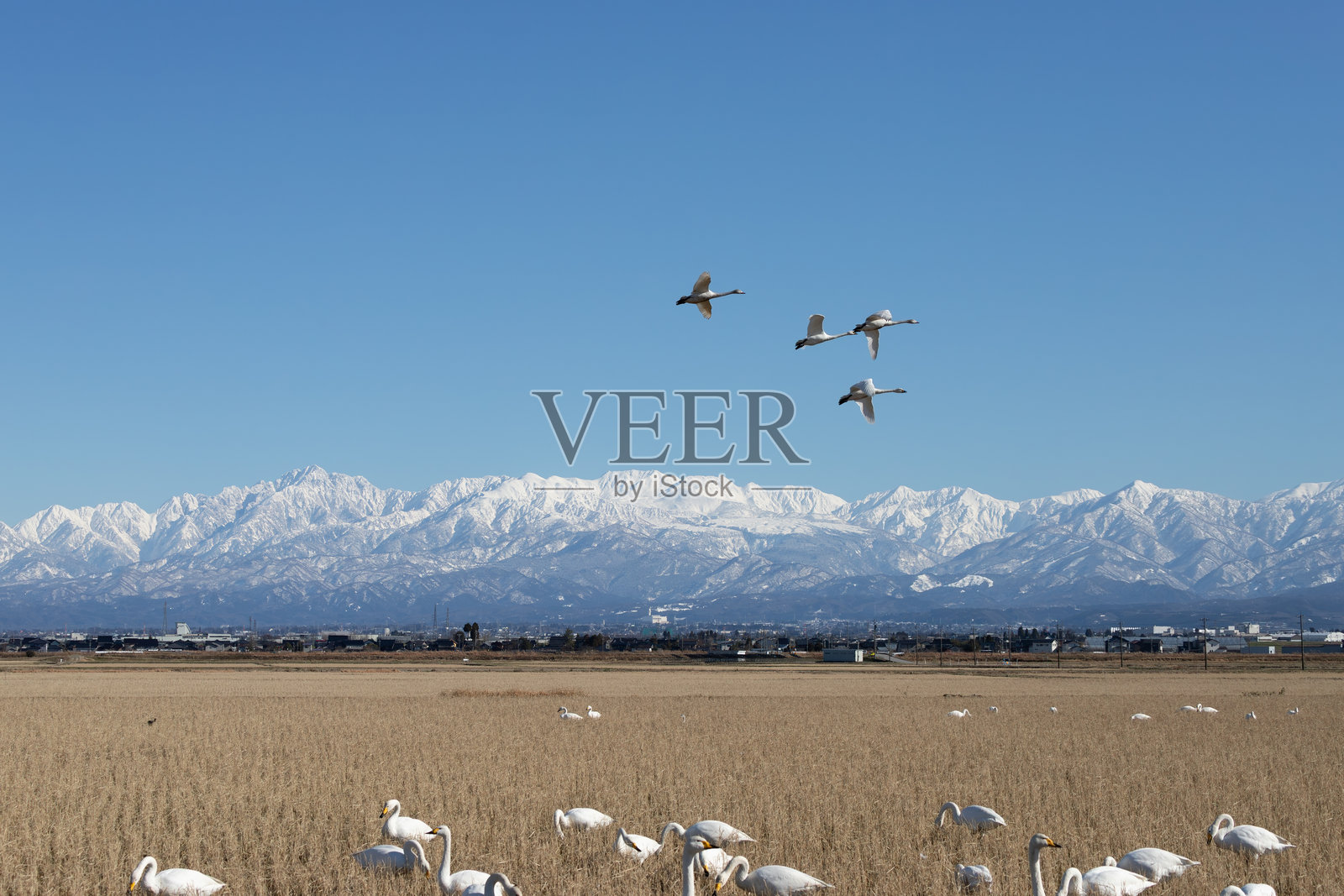 野天鹅从北方迁徙到被雪山环绕的稻田。照片摄影图片