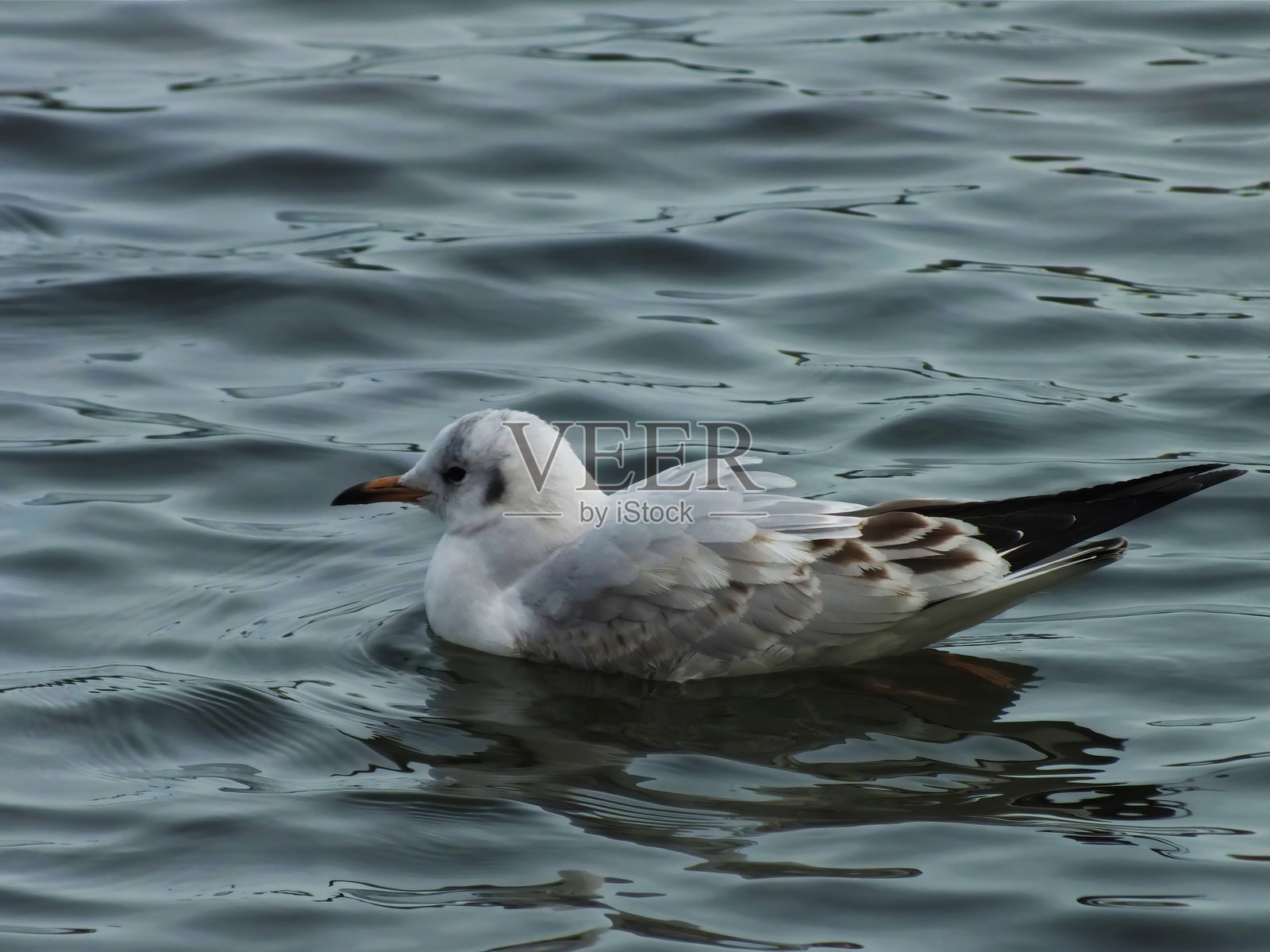 黑头鸥。照片摄影图片