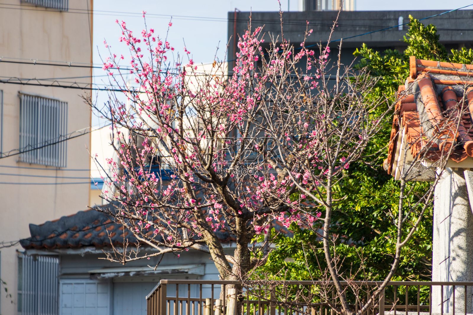 日本村庄中的梅花照片摄影图片