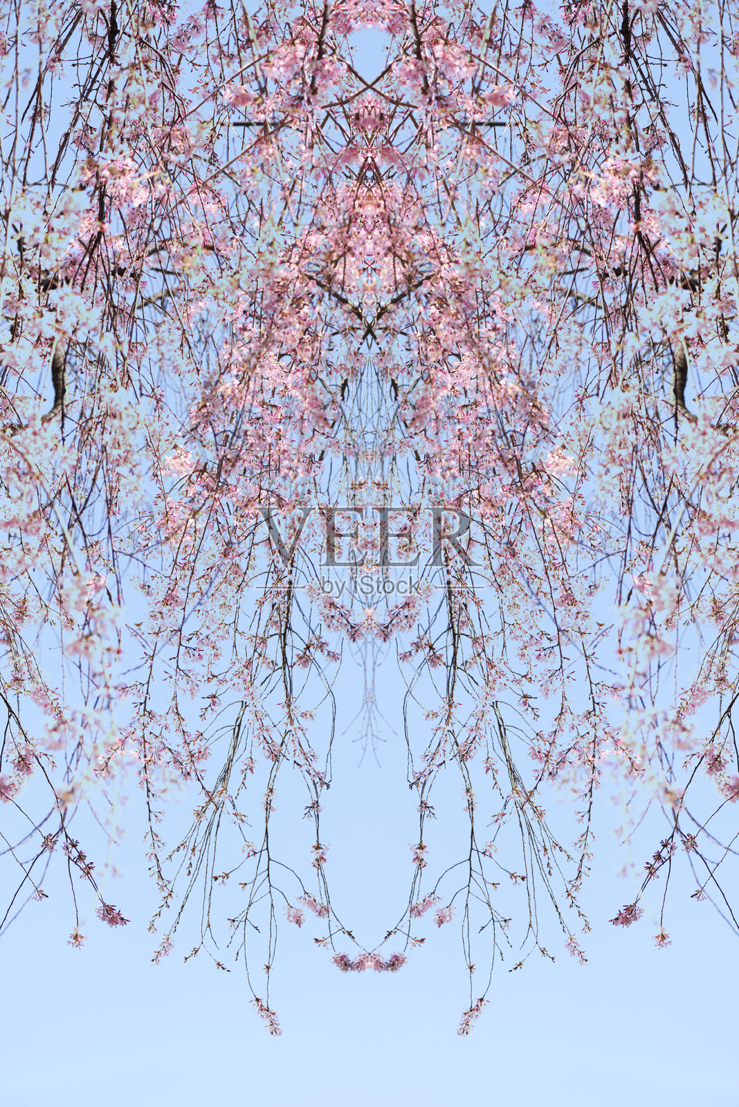 樱花盛开的抽象背景照片摄影图片