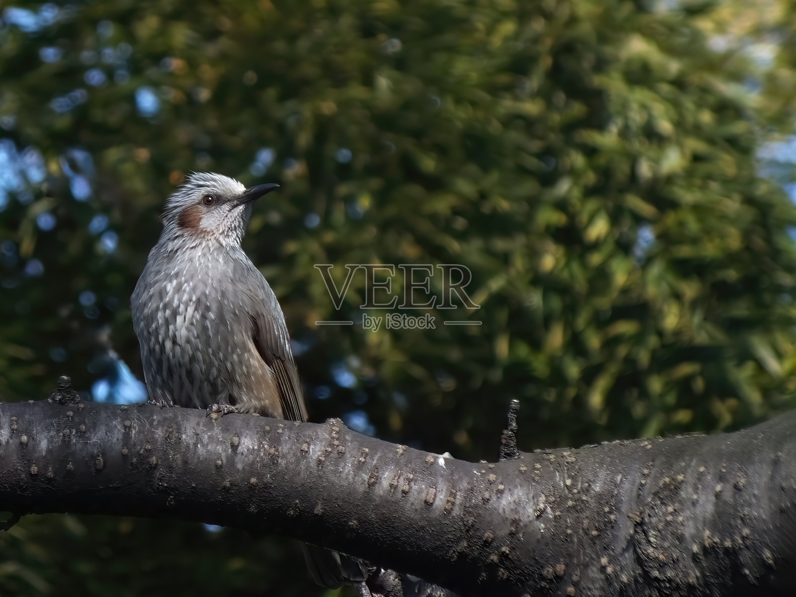 杜鹃鸟照片摄影图片