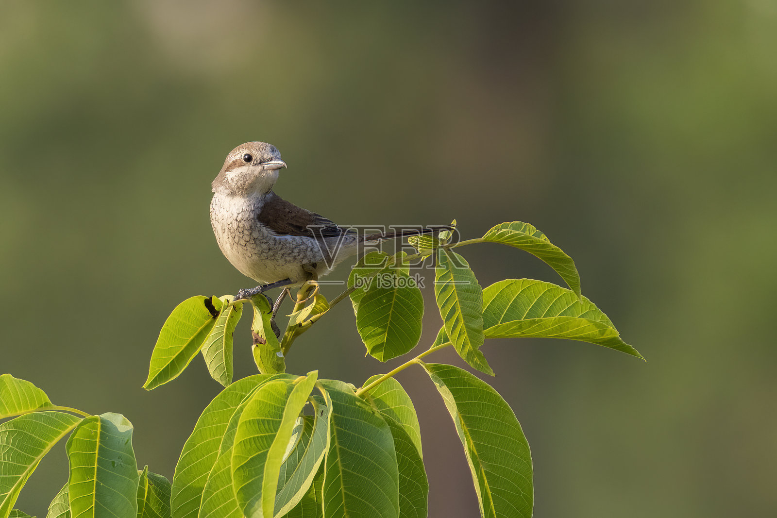 幼年红背伯劳 (Lanius collurio)照片摄影图片