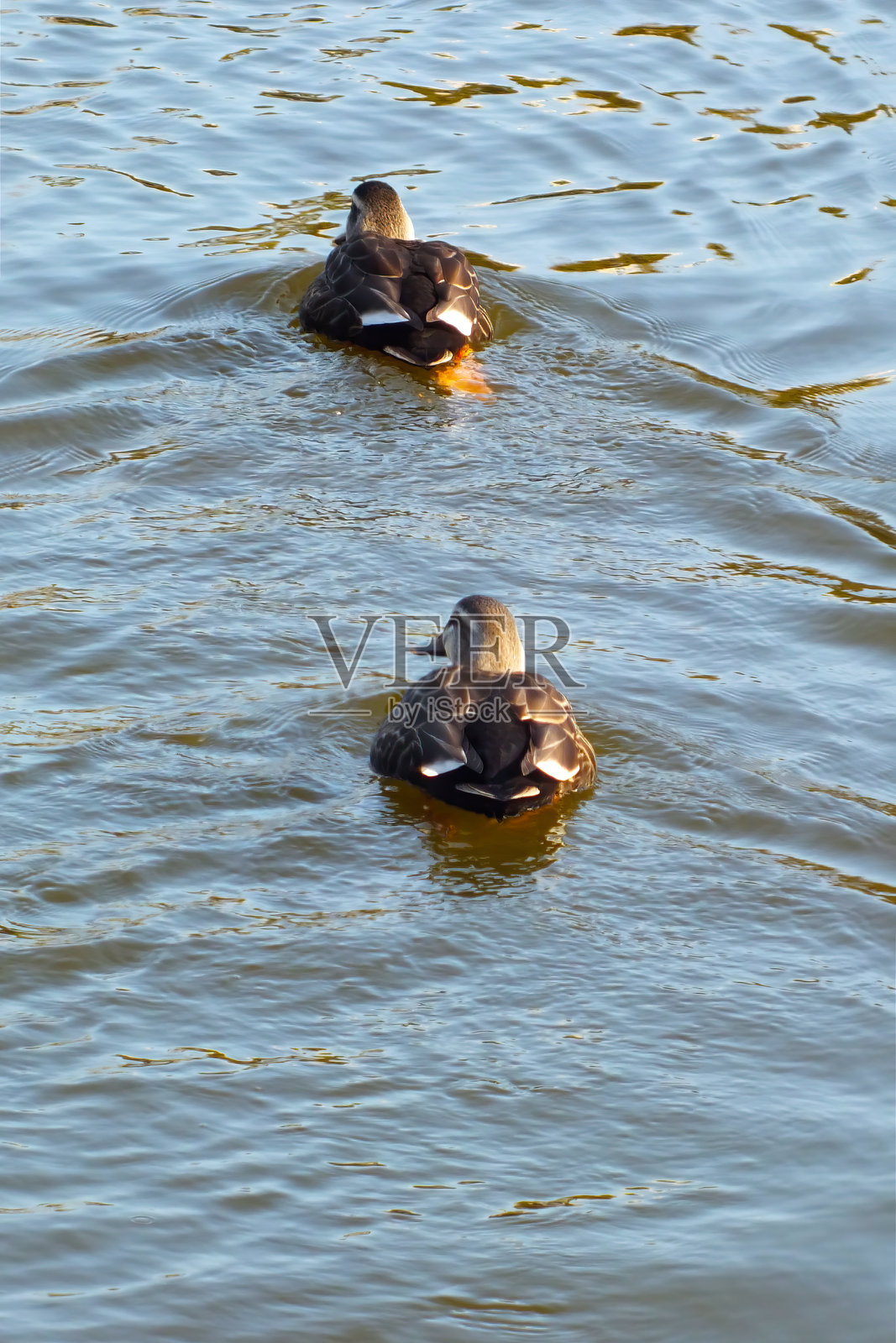 东部斑嘴鸭照片摄影图片