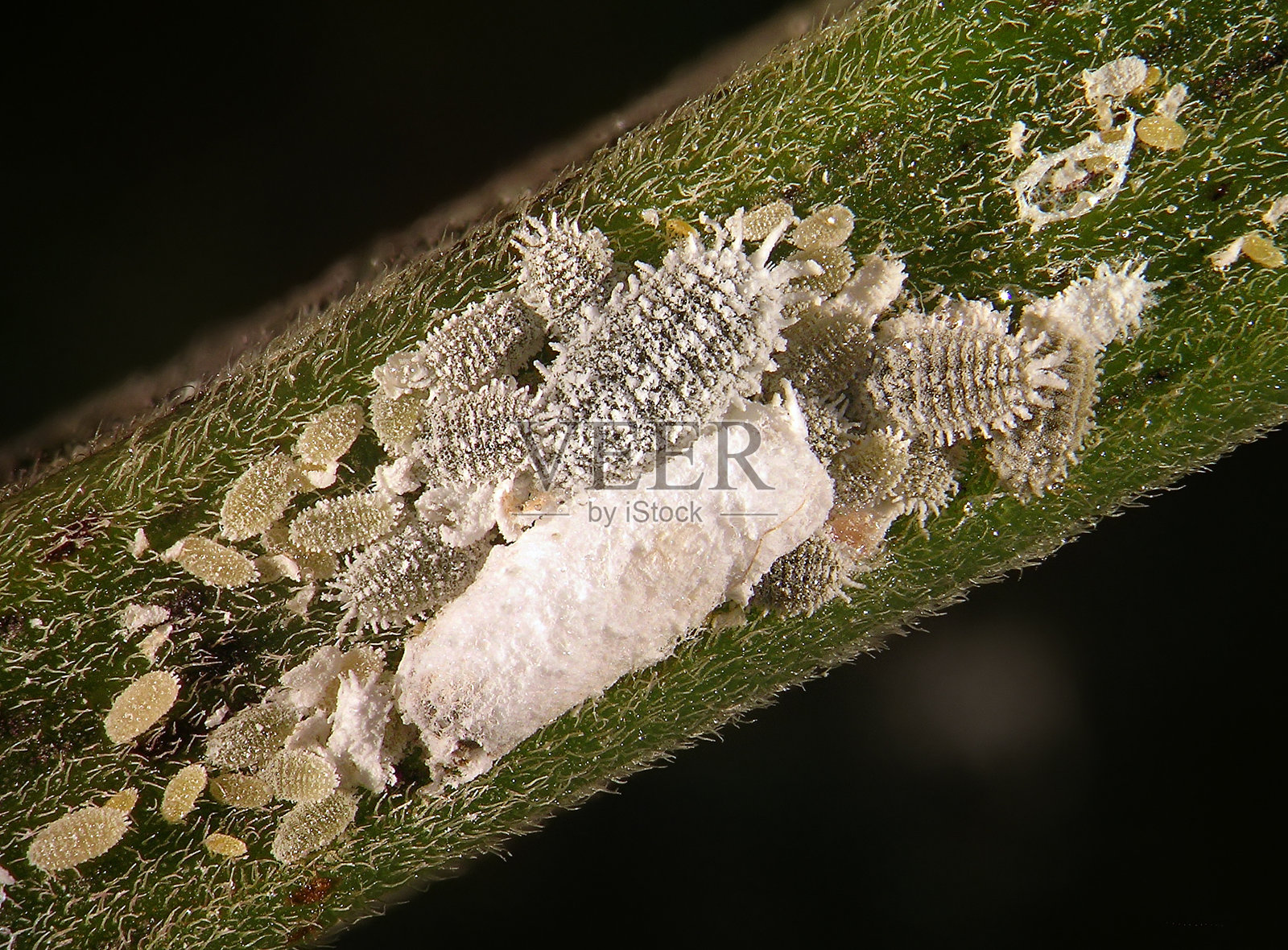 马德拉粉虱，Phenacoccus madeirensis照片摄影图片