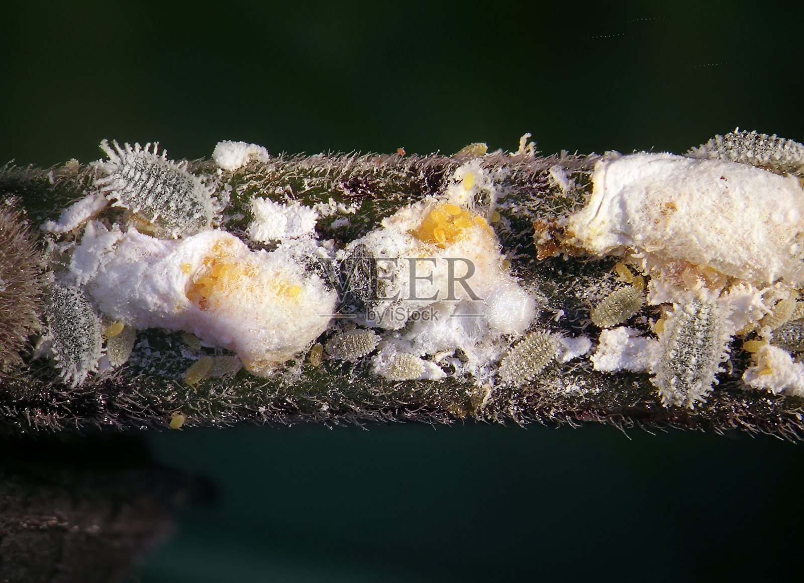 马德拉粉蚧，Phenacoccus madeirensis照片摄影图片