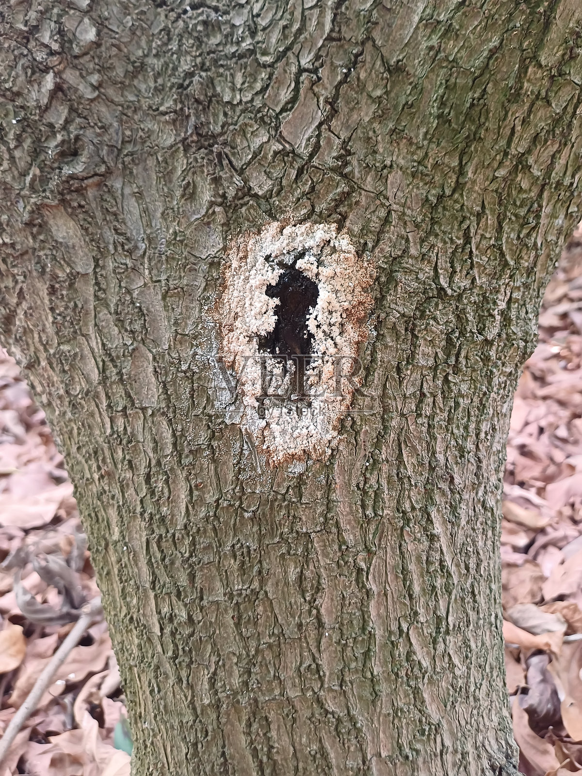 亚洲琉璃甲虫（Euwallacea fornicatus），也称为茶孔钻虫的滋生地照片摄影图片