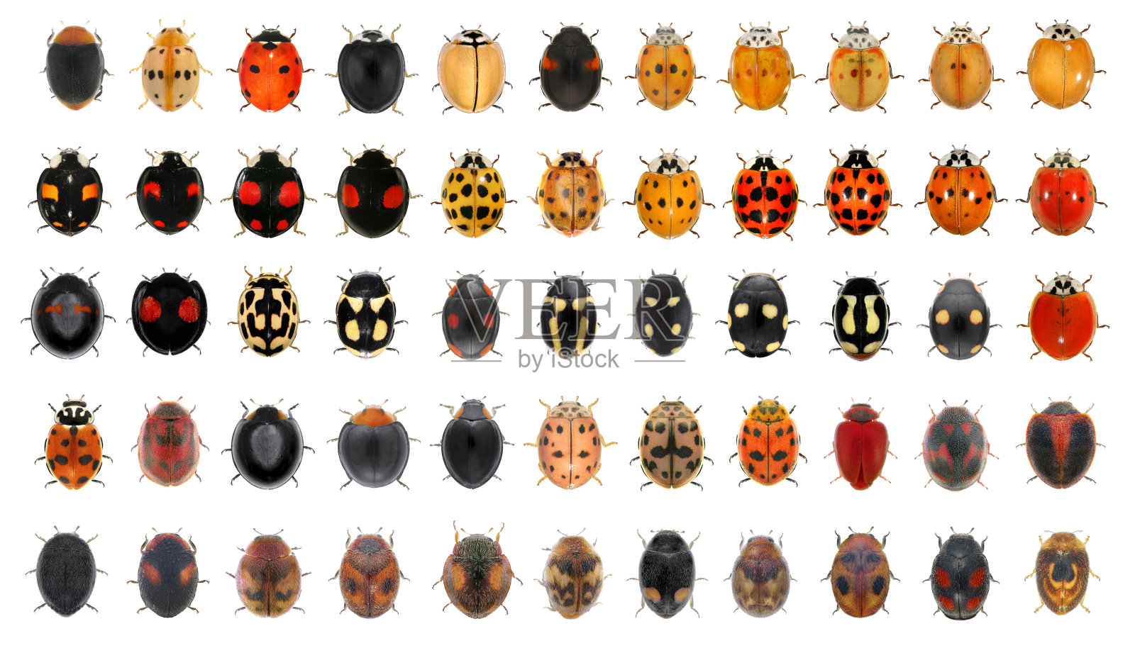 地中海瓢虫照片摄影图片